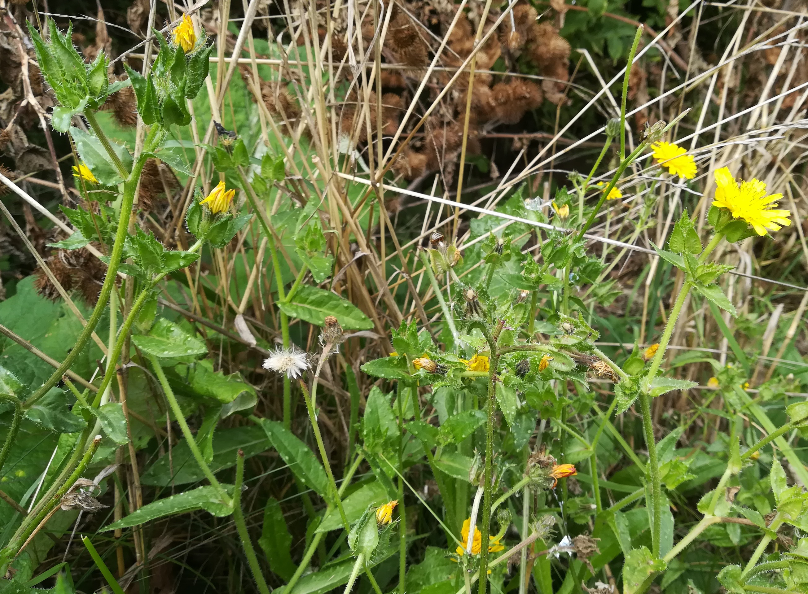 helminthotheca echioides krotenbach N biedermannsdorf_20210919_125251.jpg