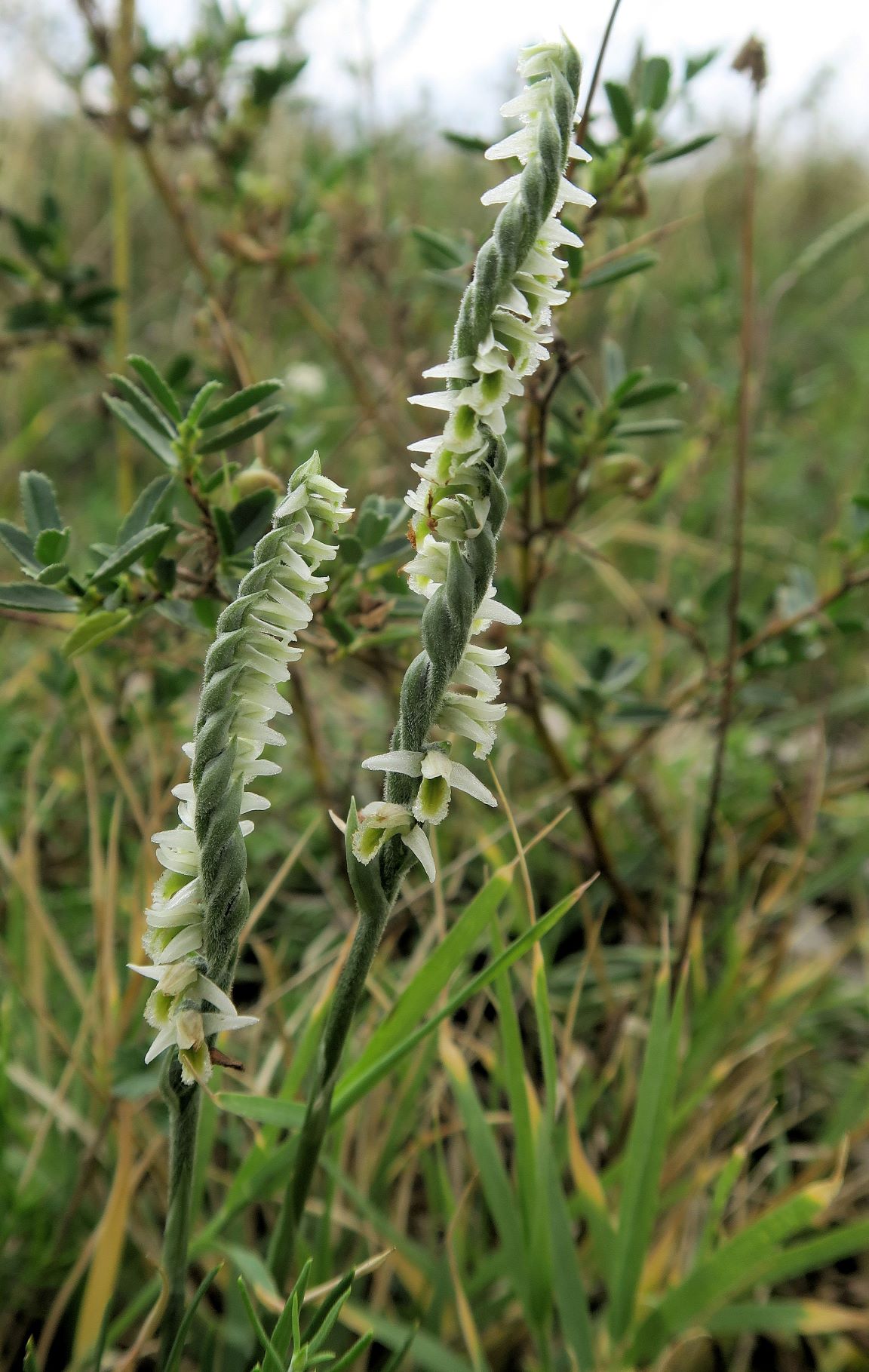 Spiranthes spiralis Herbst-Wendelähre, Exk. Albert Fischer Illmitz Wiesenweg Geiselsteller bei Ziehbrunnen 18.09.2021 C5X (9).JPG