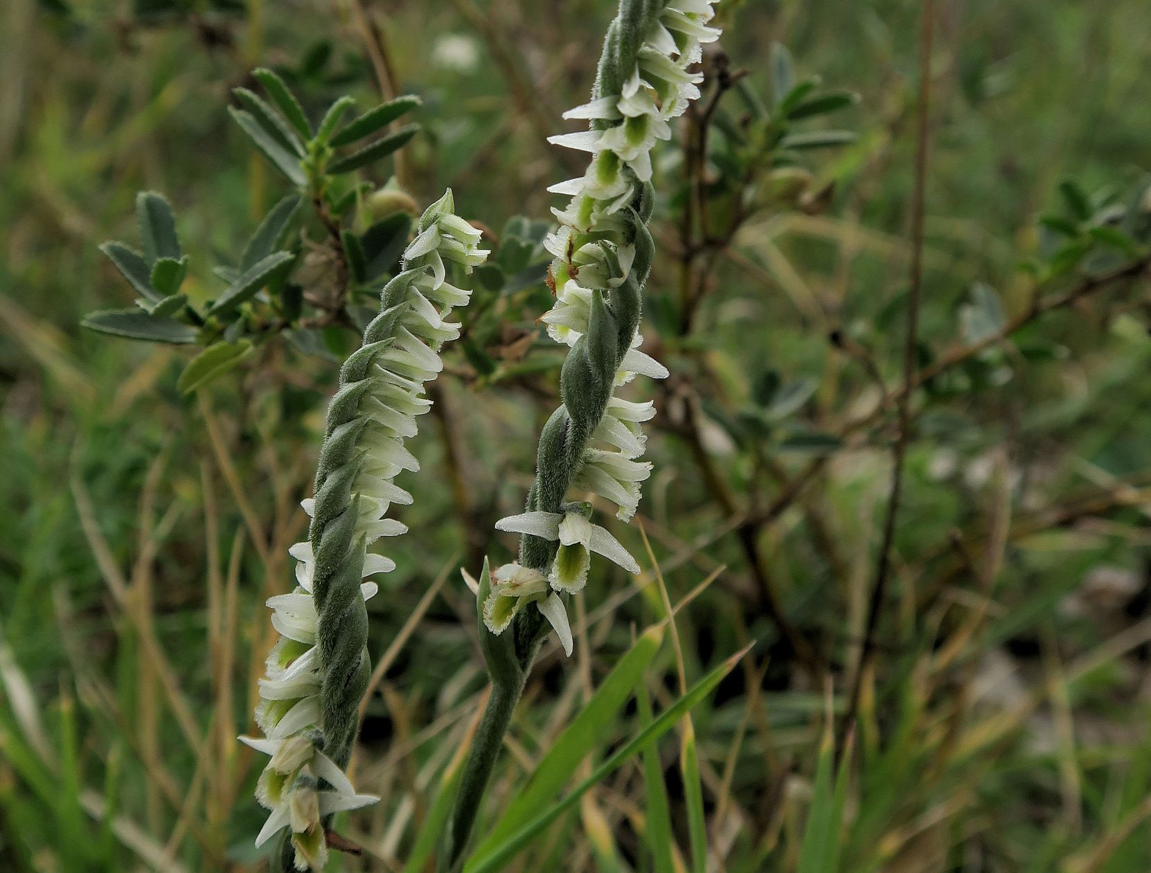 Spiranthes spiralis Herbst-Wendelähre, Exk. Albert Fischer Illmitz Wiesenweg Geiselsteller bei Ziehbrunnen 18.09.2021 C5X (8).JPG