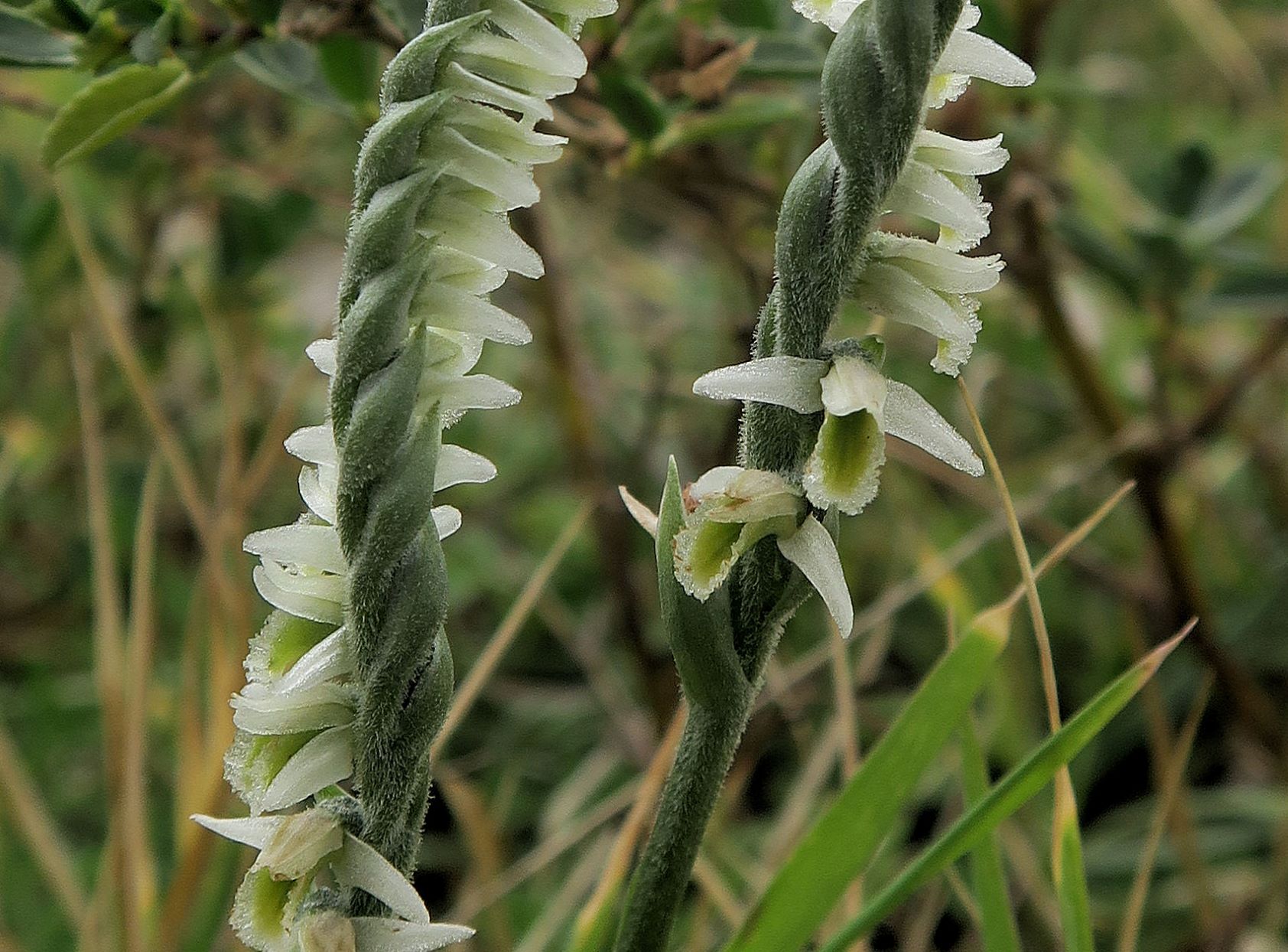 Spiranthes spiralis Herbst-Wendelähre, Exk. Albert Fischer Illmitz Wiesenweg Geiselsteller bei Ziehbrunnen 18.09.2021 C5X (7).JPG