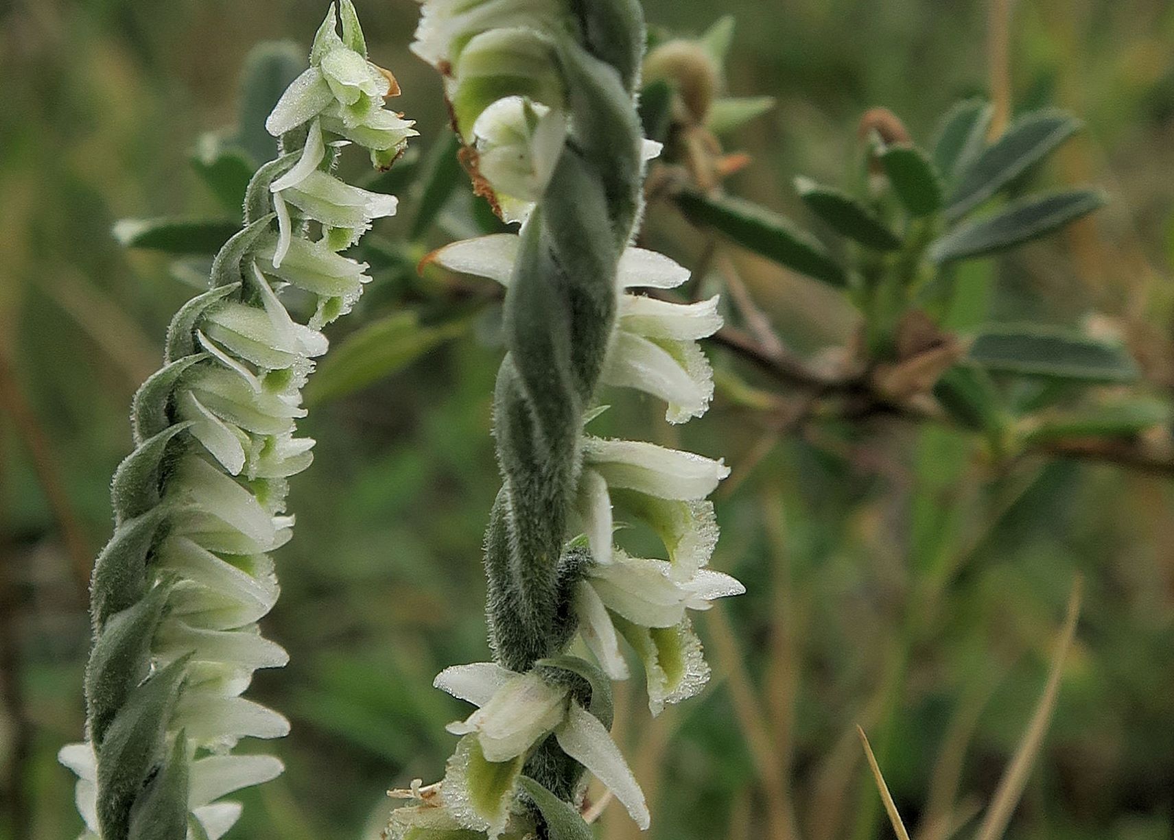 Spiranthes spiralis Herbst-Wendelähre, Exk. Albert Fischer Illmitz Wiesenweg Geiselsteller bei Ziehbrunnen 18.09.2021 C5X (6).JPG