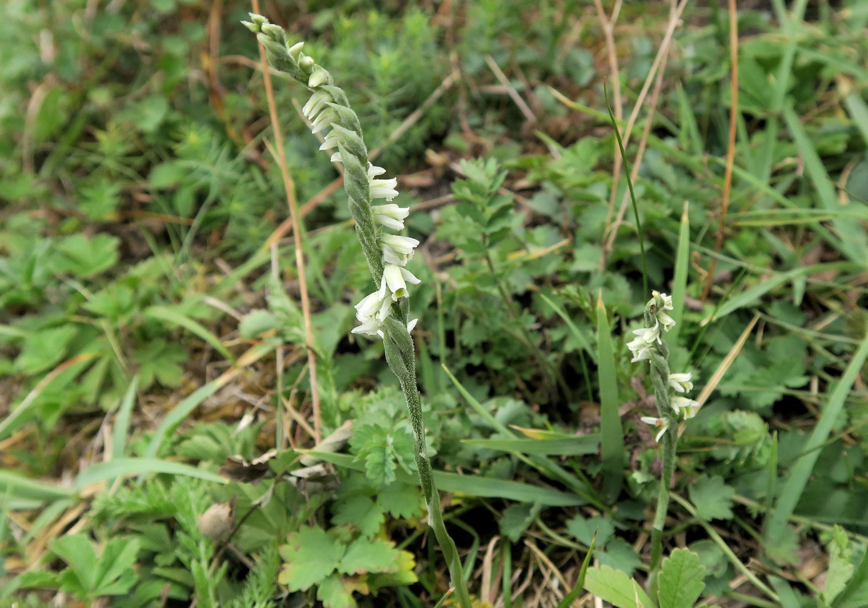 Spiranthes spiralis Herbst-Wendelähre, Exk. Albert Fischer Illmitz Wiesenweg Geiselsteller bei Ziehbrunnen 18.09.2021 C5X (5).JPG