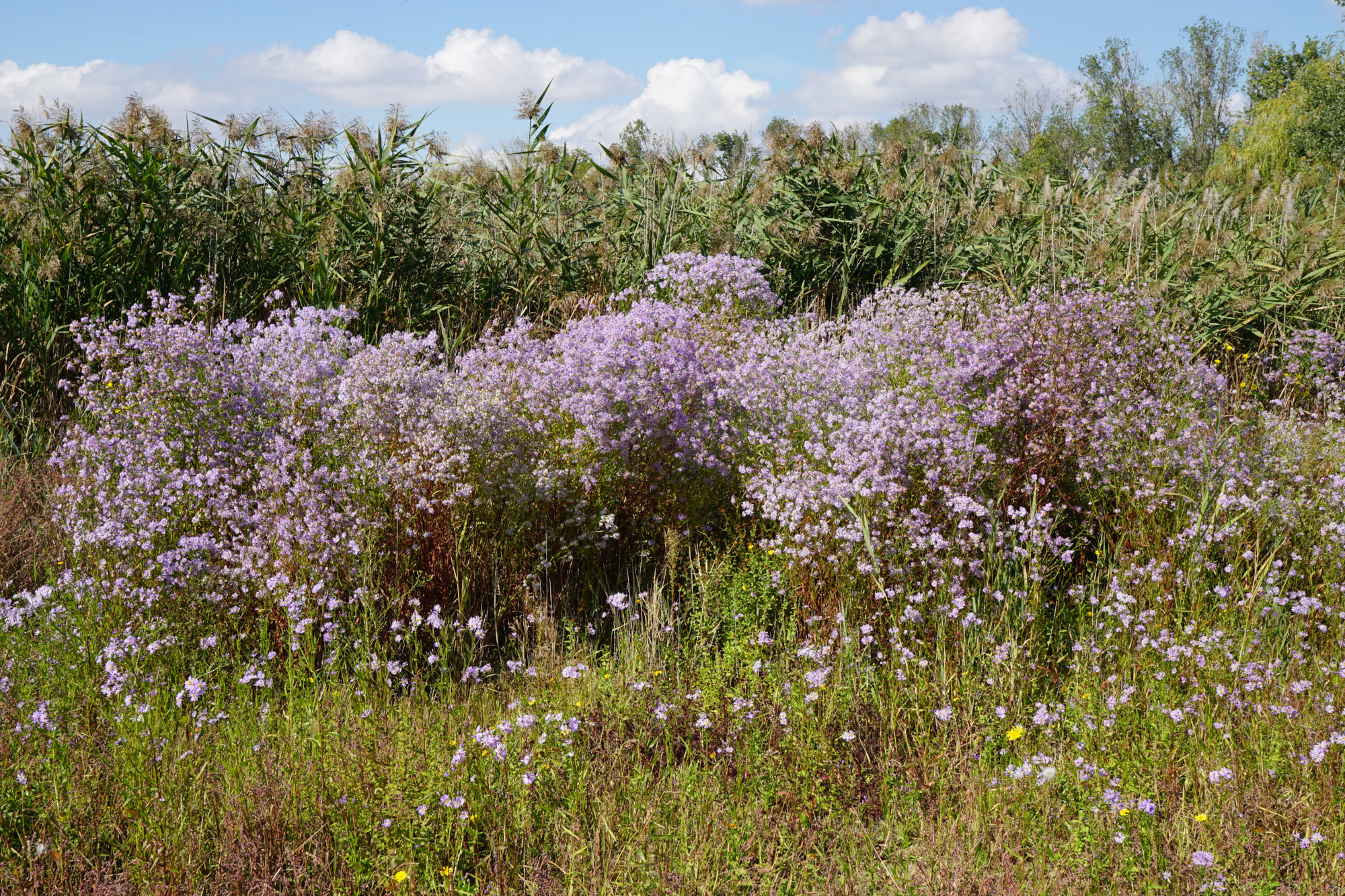 210920_Tripolium pannonicum_Zicksee_A.JPG