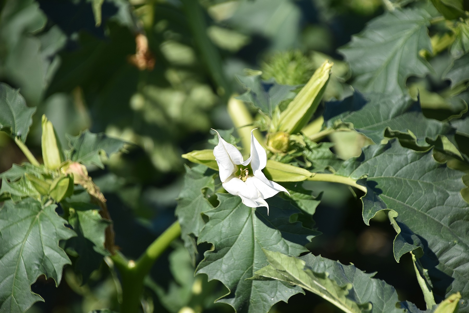 Warmsee - 25092021 - (26) - Datura stramonium - Gewöhnlich-Stechapfel.JPG