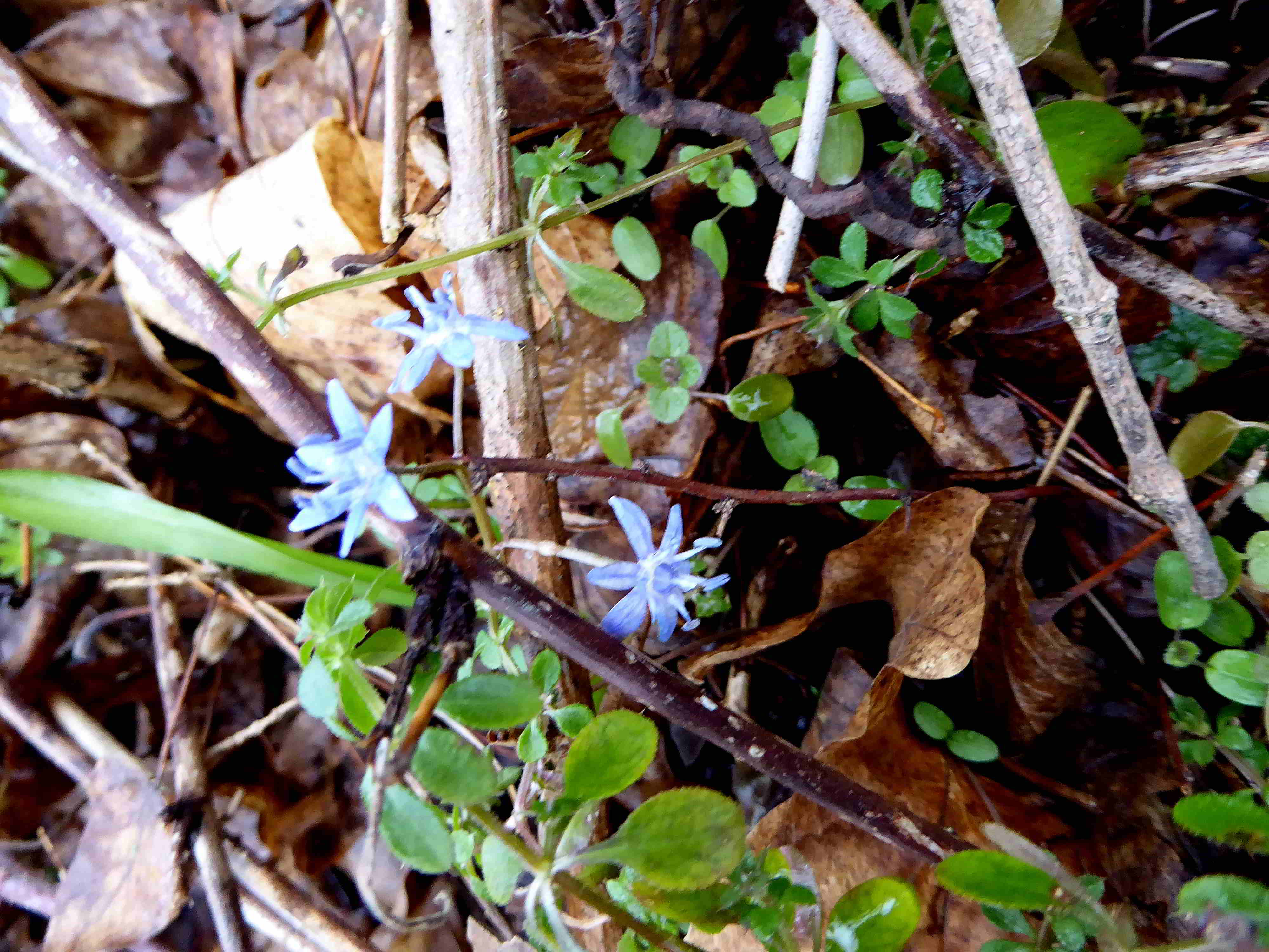 Bft-Roter Stadl-Liesingbachbachböschung-16022018-(2)-Scilla  vindobonensis - Wien Blaustern.JPG