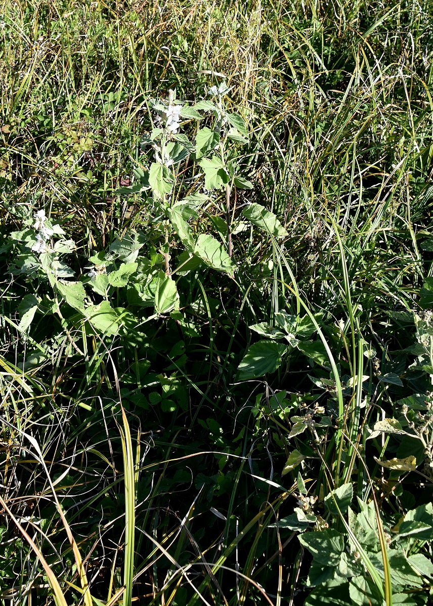 Warmsee - 25092021 - (48) - Althaea officinalis - Echter Eibisch.JPG