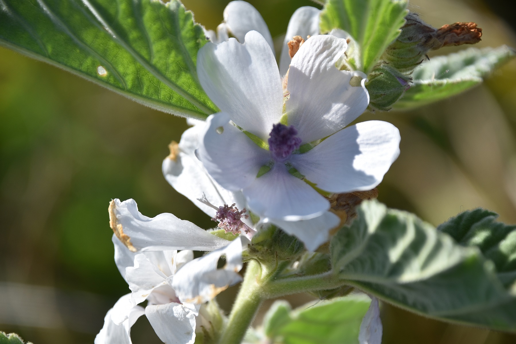 Warmsee - 25092021 - (50) - Althaea officinalis - Echter Eibisch.JPG