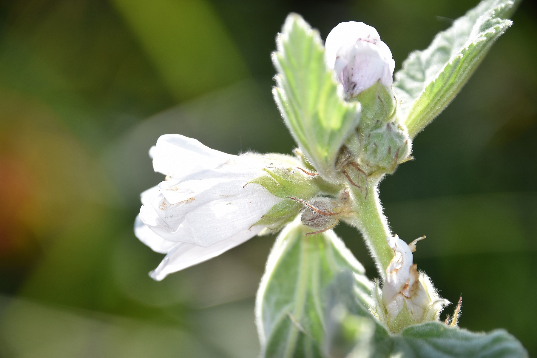 Warmsee - 25092021 - (51) - Althaea officinalis - Echter Eibisch.JPG