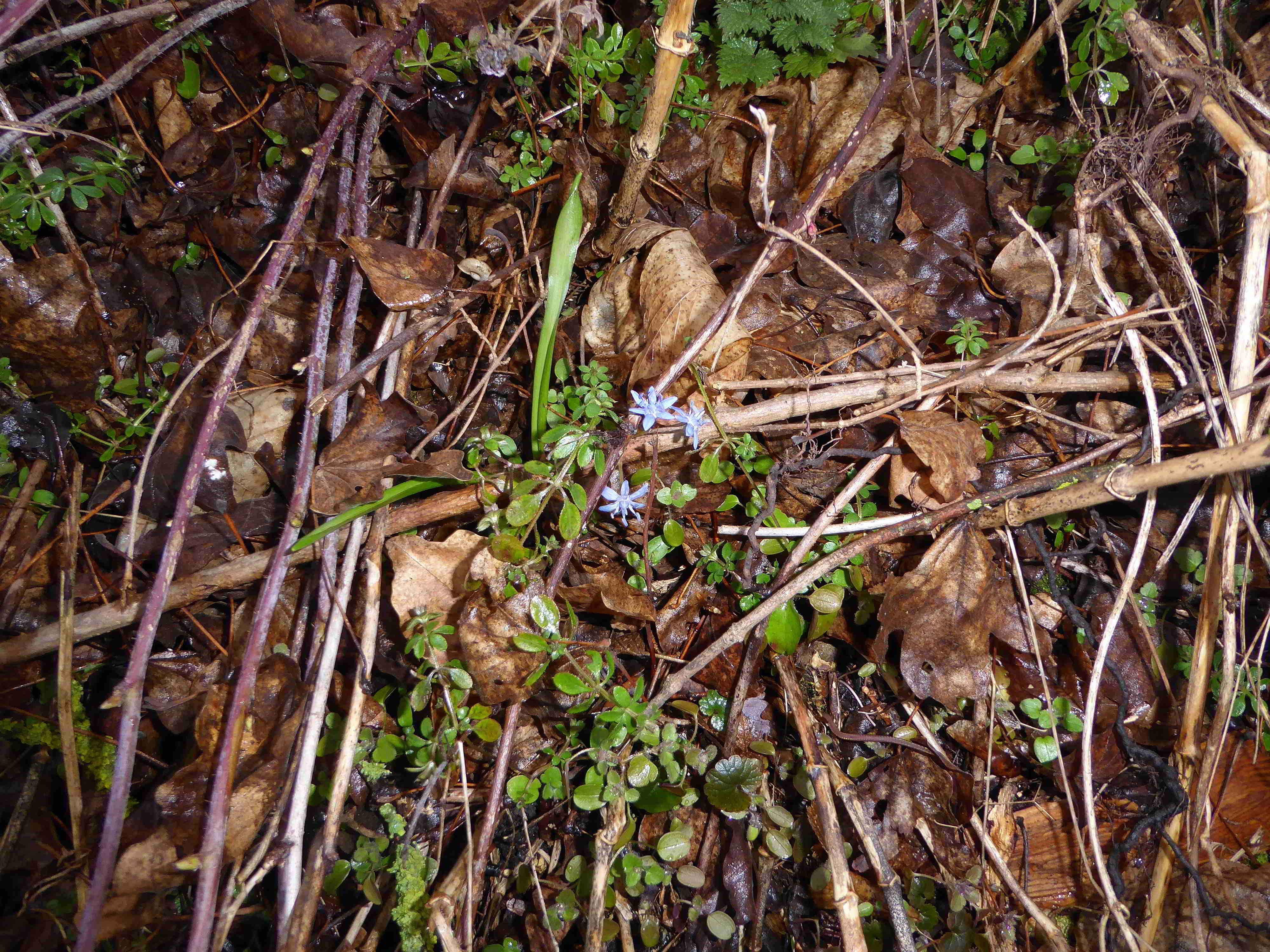 Bft-Roter Stadl-Liesingbachbachböschung-16022018-(1)-Scilla  vindobonensis - Wien Blaustern.JPG