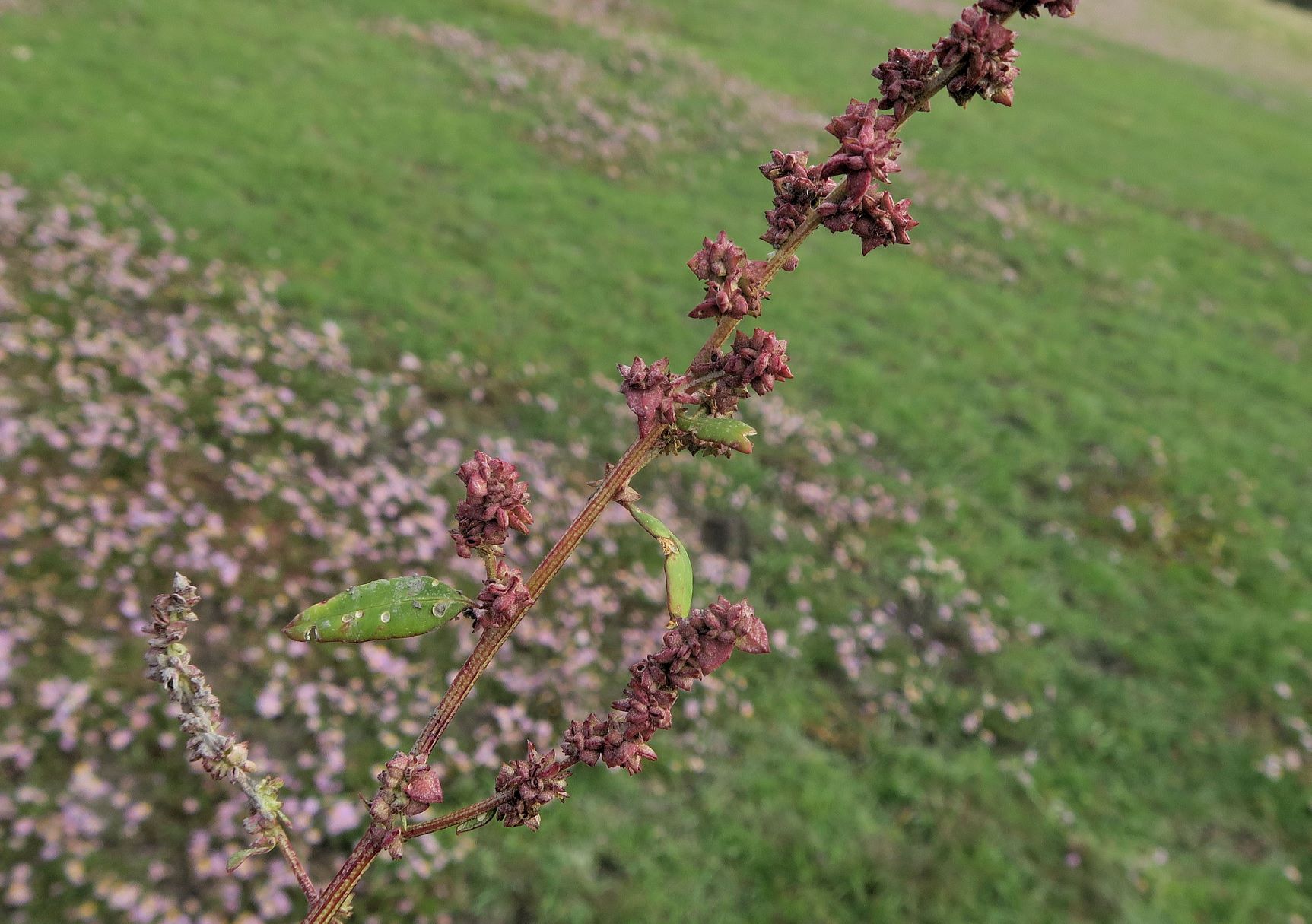 1 Atriplex Art unbestimmt, Illmitz Kirchsee süd 28.09.2021 C5X (3).JPG