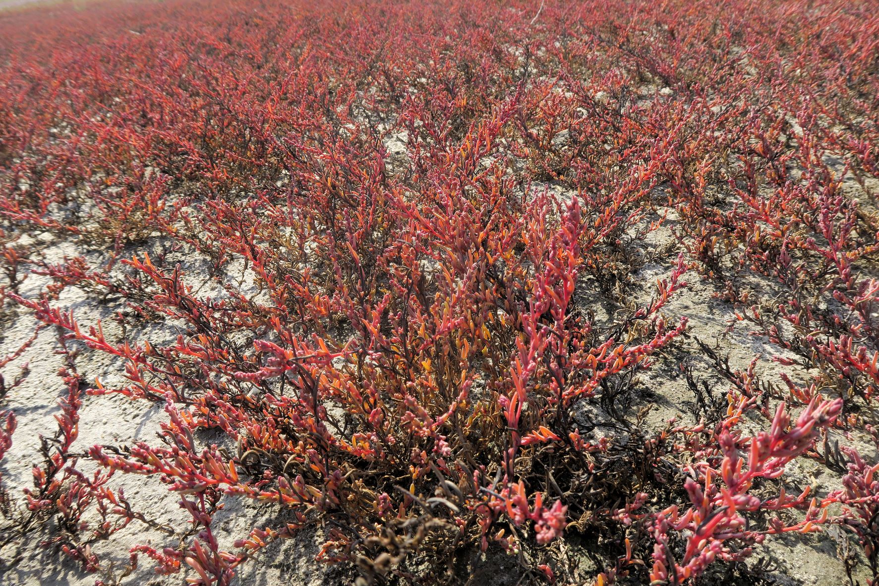 2 Sueda pannonica) oder prostrata), Seewinkel Albersee nördl. Biolog.Station  28.09.2021 C5X (4).JPG