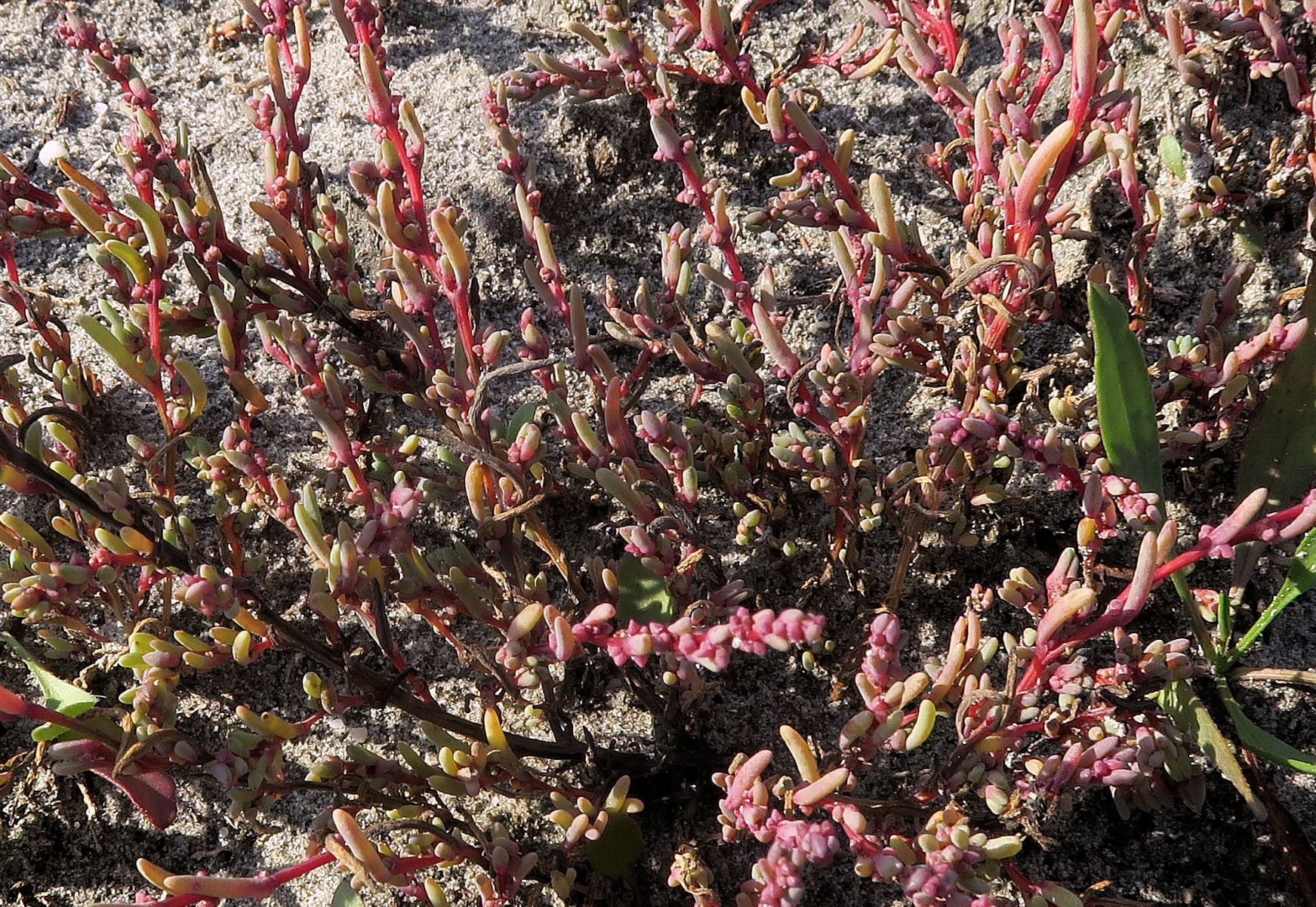 2 Sueda pannonica) oder prostrata), Seewinkel Albersee nördl. Biolog.Station  28.09.2021 C5X (7).JPG