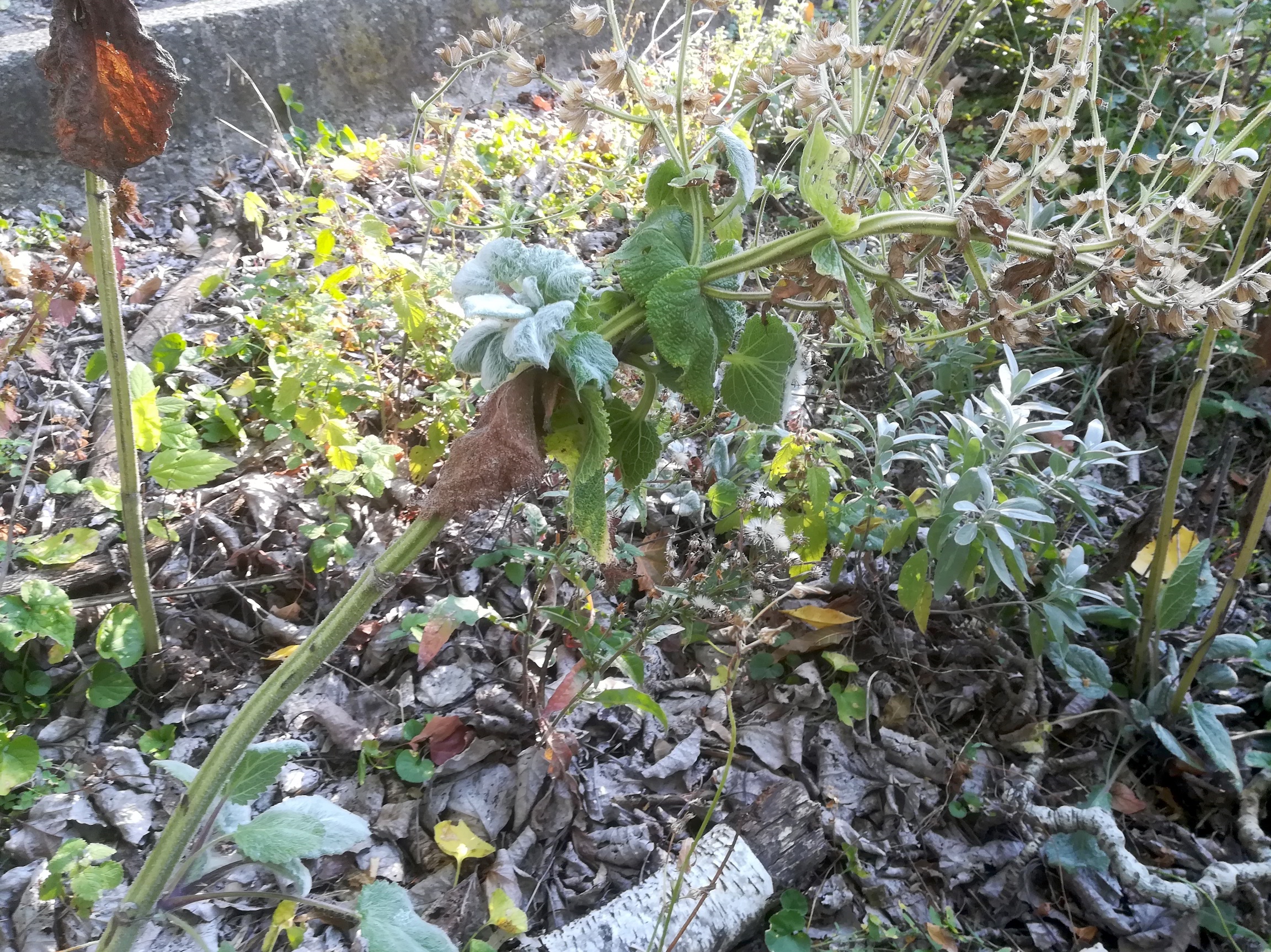 salvia aethiopis werkstättenweg simmering_20211001_085820.jpg