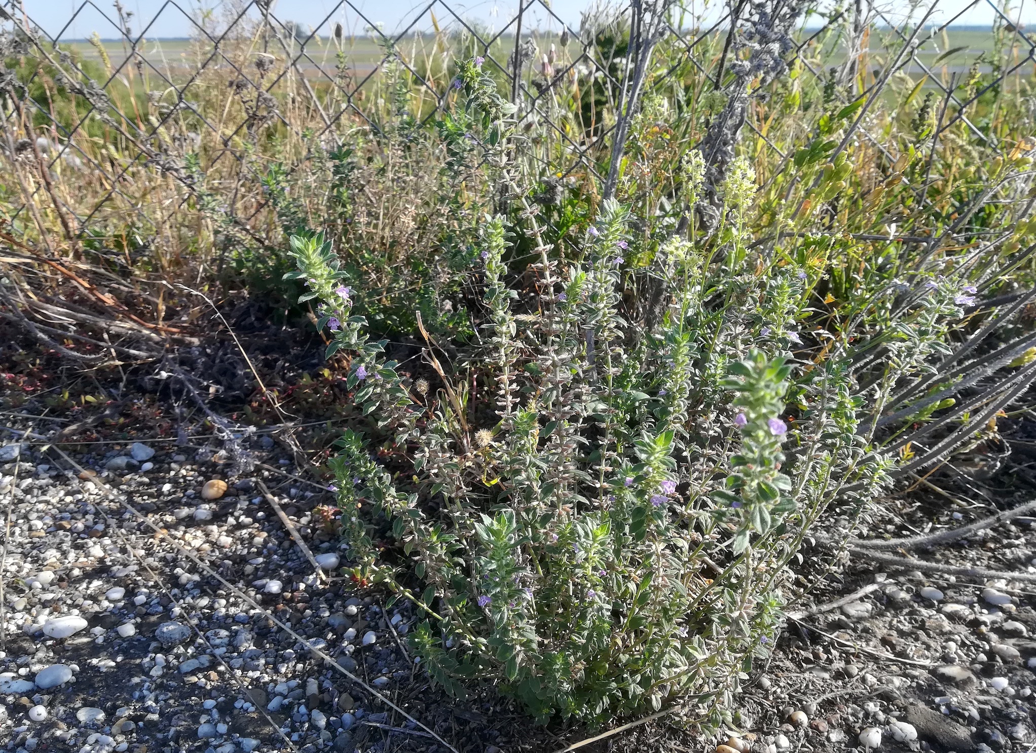 clinopodium acinos flughafen schwechat W enzersdorf_20211001_093851.jpg