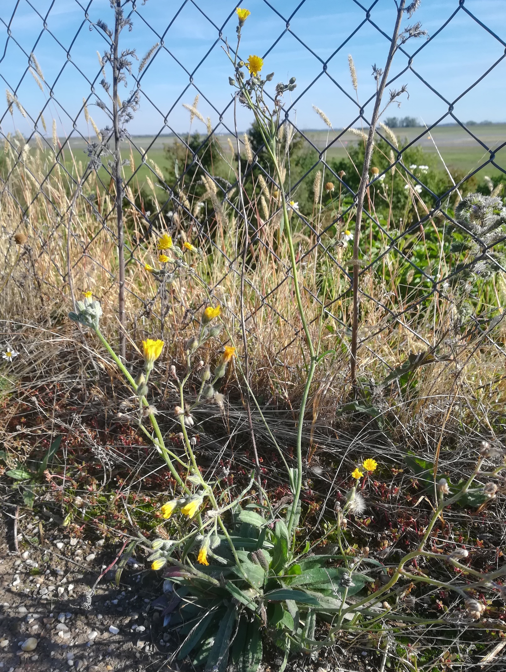 hieracium cf. rothianum flughafen schwechat W enzersdorf_20211001_095706.jpg