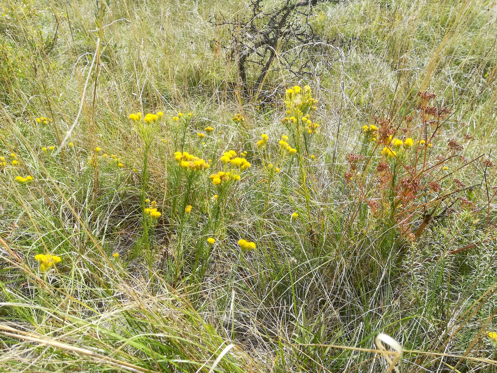 galatella linosyris bockstallberg kleinsierndorf_20211002_141049.jpg