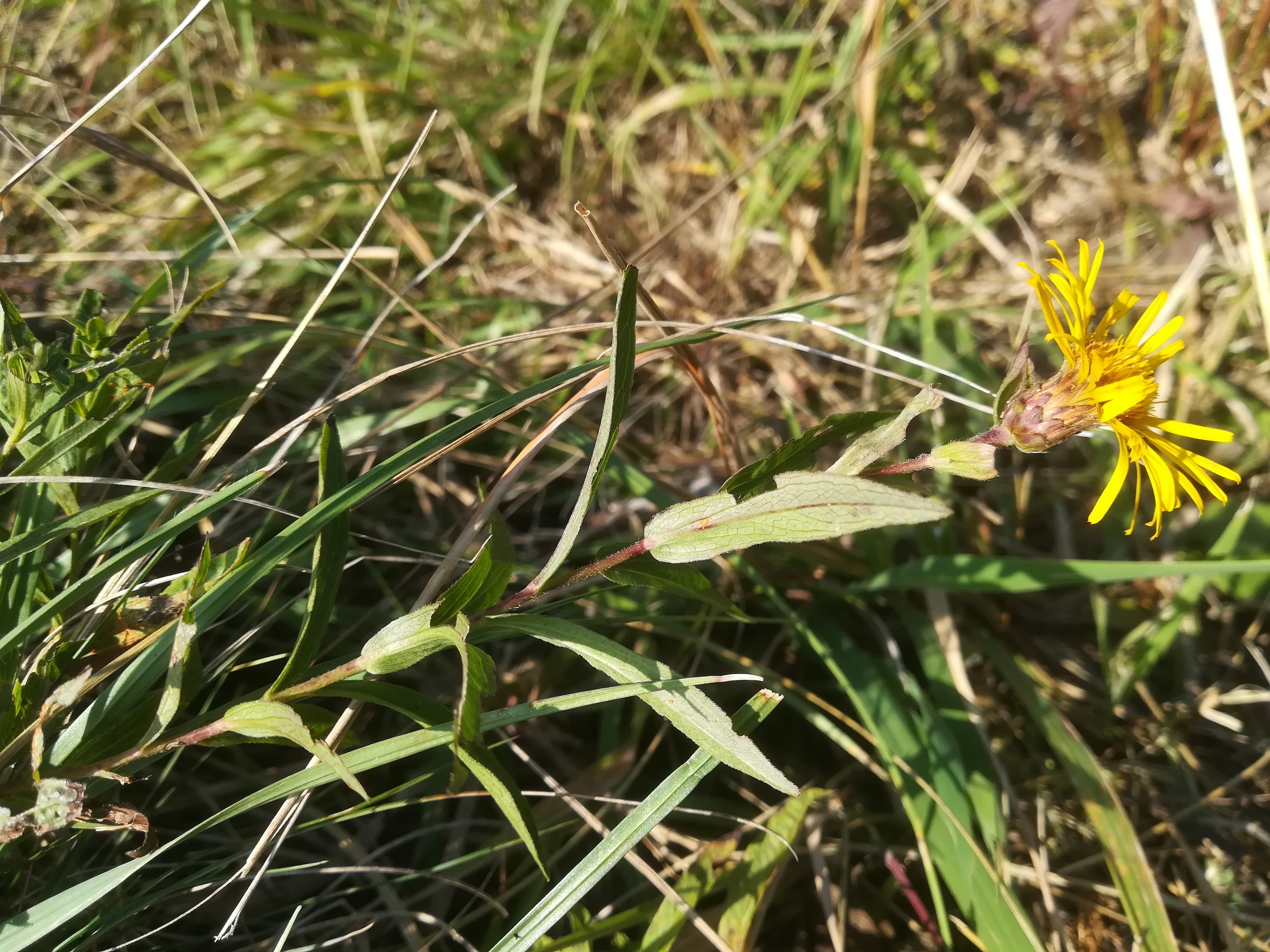 inula salicina bockstallberg kleinsierndorf_20211002_101022.jpg