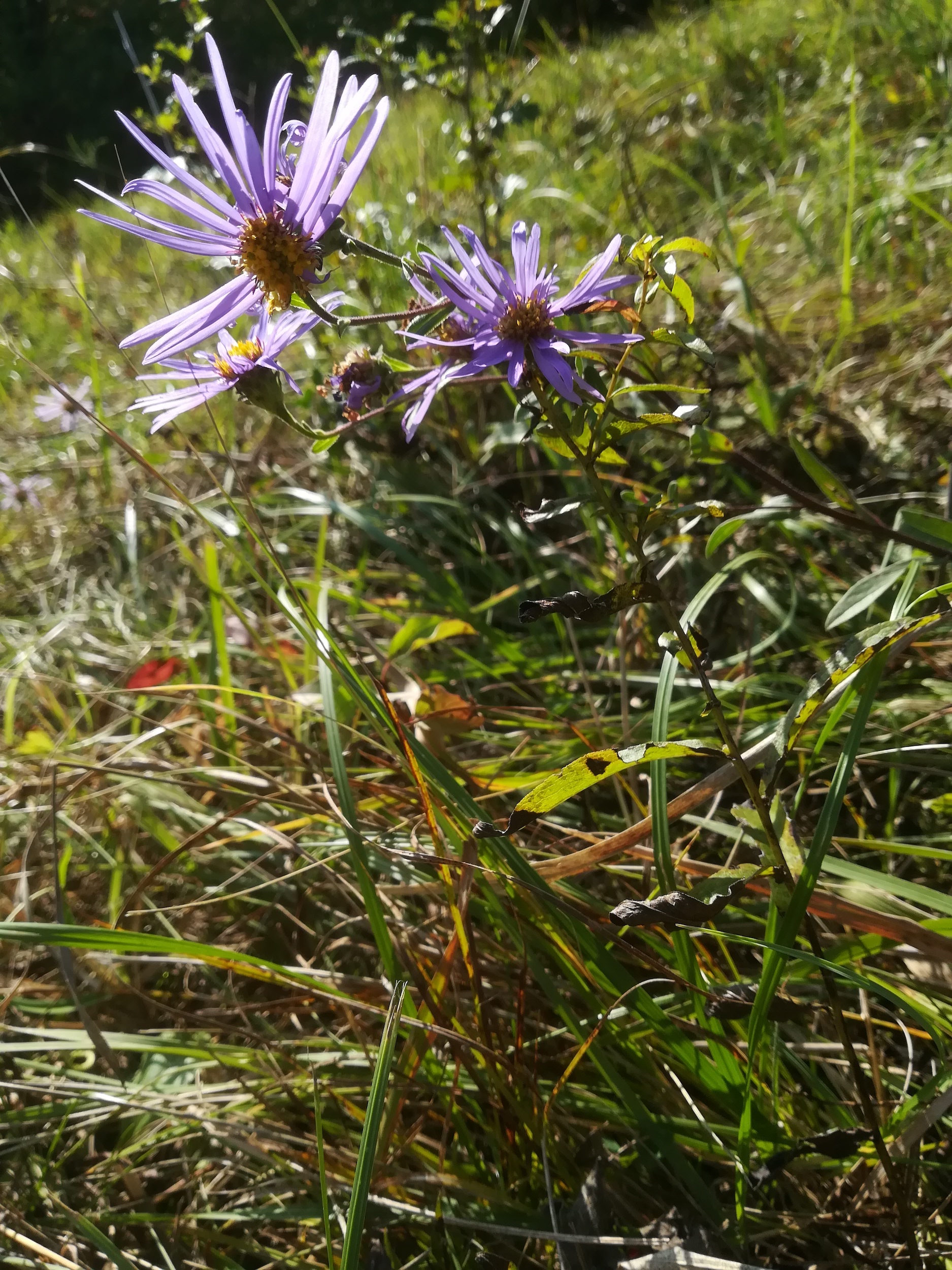 aster amellus bockstallberg kleinsierndorf_20211002_100434.jpg