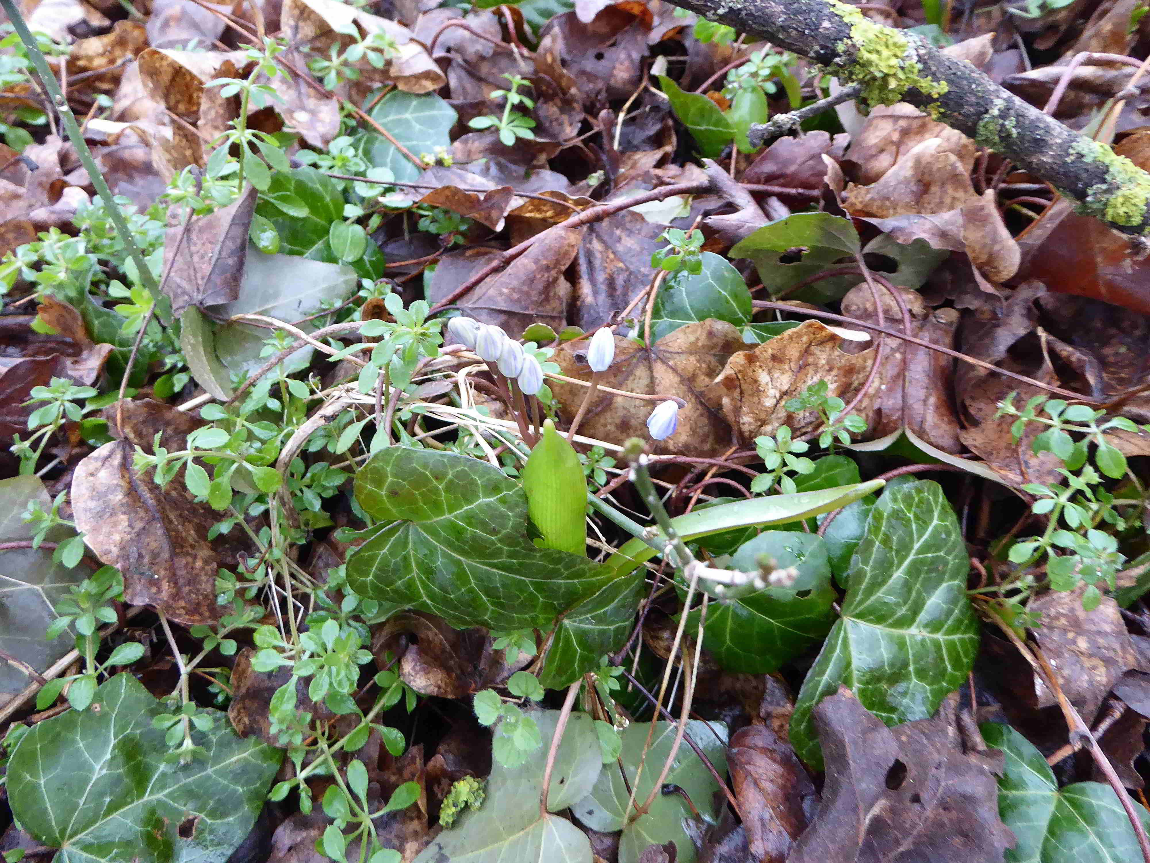 Bft-Roter Stadl-Liesingbachbachböschung-16022018-(9)-Scilla  vindobonensis - Wien Blaustern.JPG