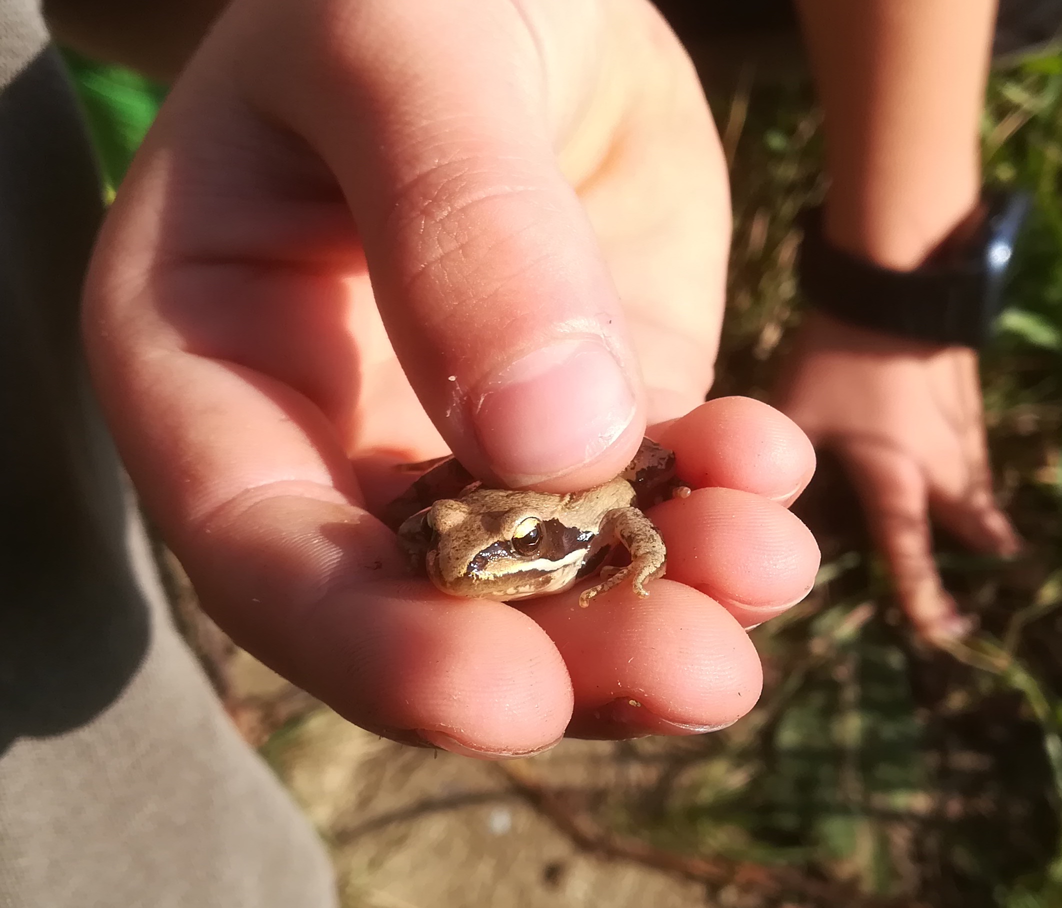 rana dalmatina springfrosch bockstallberg kleinsierndorf_20211002_095720.jpg