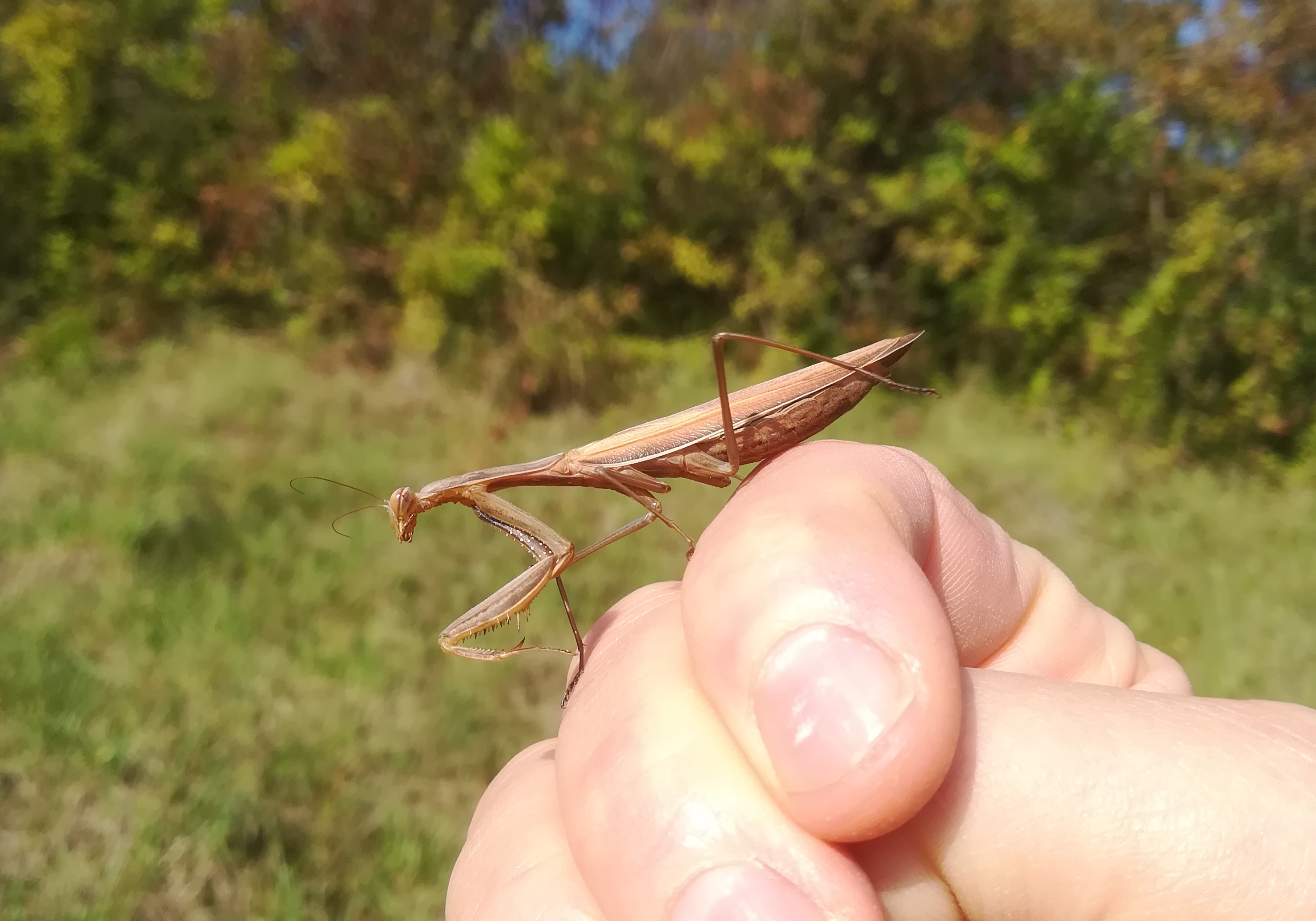 mantis religiosa bockstallberg kleinsierndorf_20211002_100701.jpg