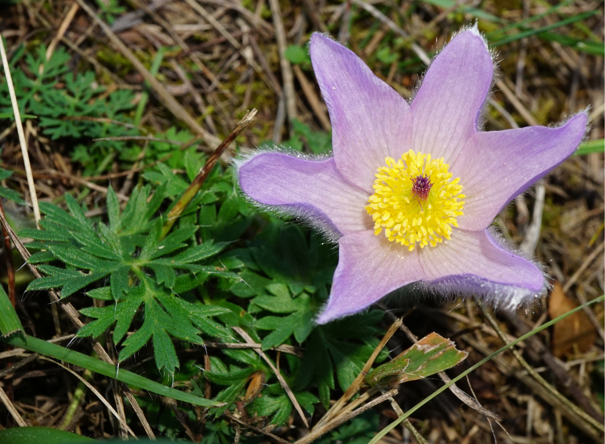 211004_Pulsatilla grandis_Perchtoldsdorfer Heide.JPG