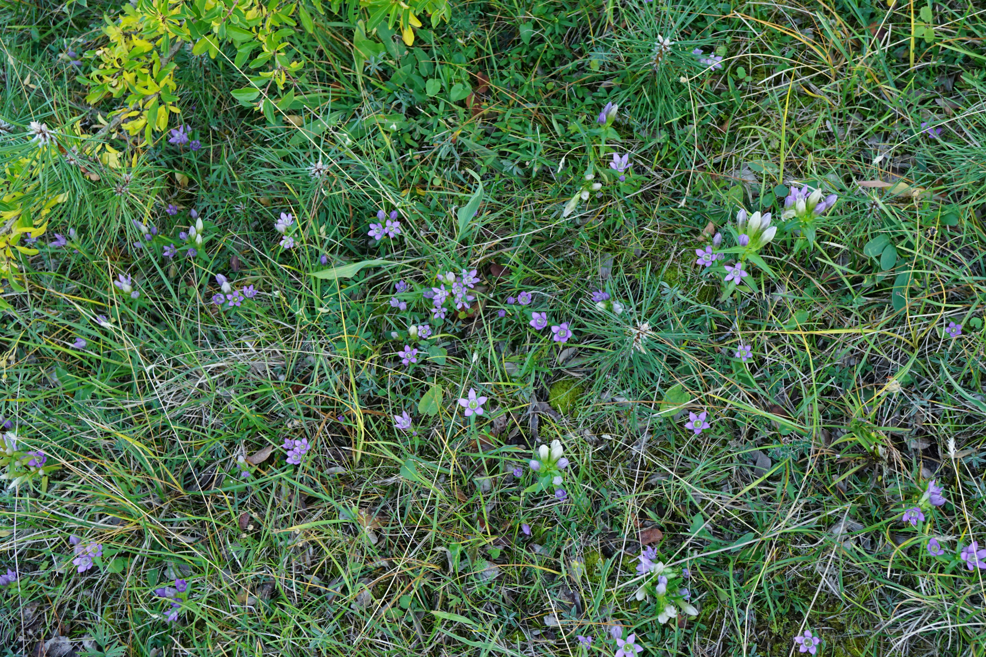 211004_Gentianella austriaca_Perchtoldsdorfer Heide.JPG