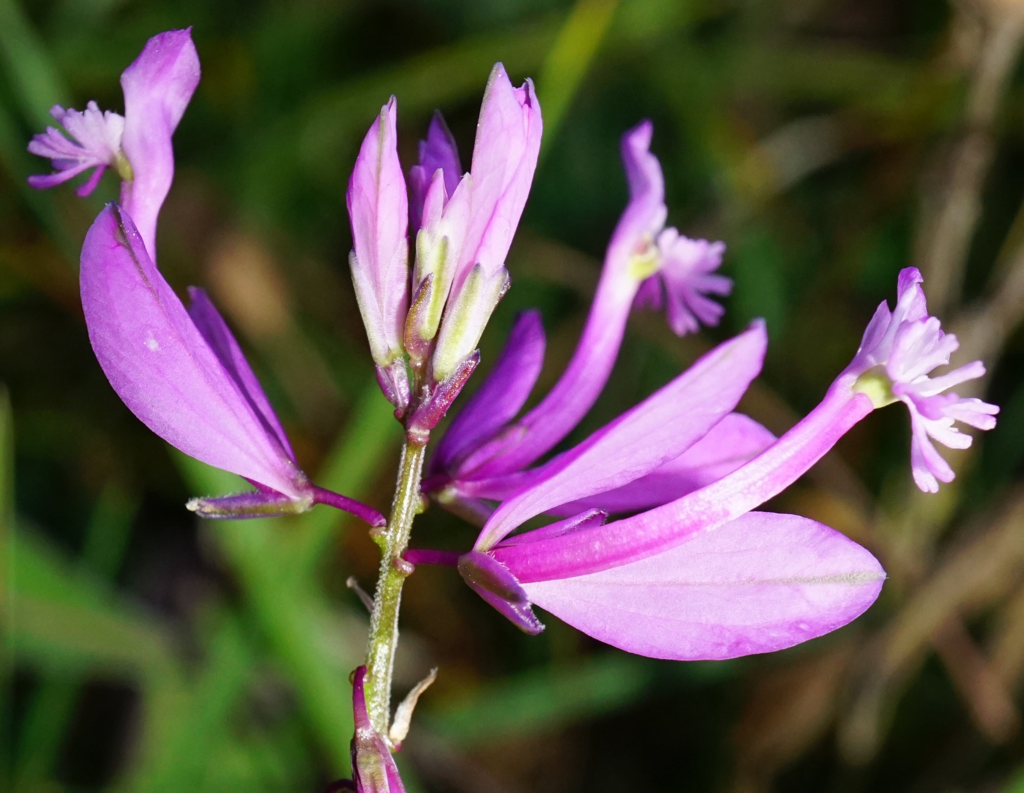 211004_Polygala major_Perchtoldsdorfer Heide.JPG