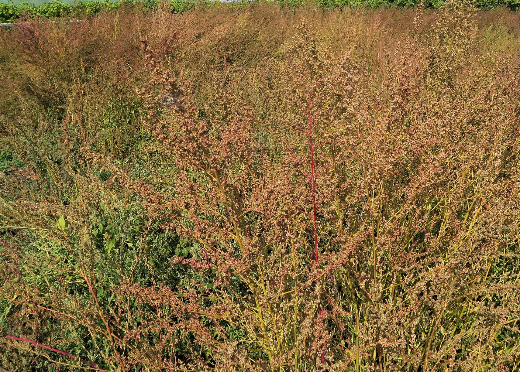 09.28 Illmitz Kirchsee Albersee Chenopodium album agg (stricum)), ruderal vor Biolog.Stat. 28.09.2021 C5X (2).JPG