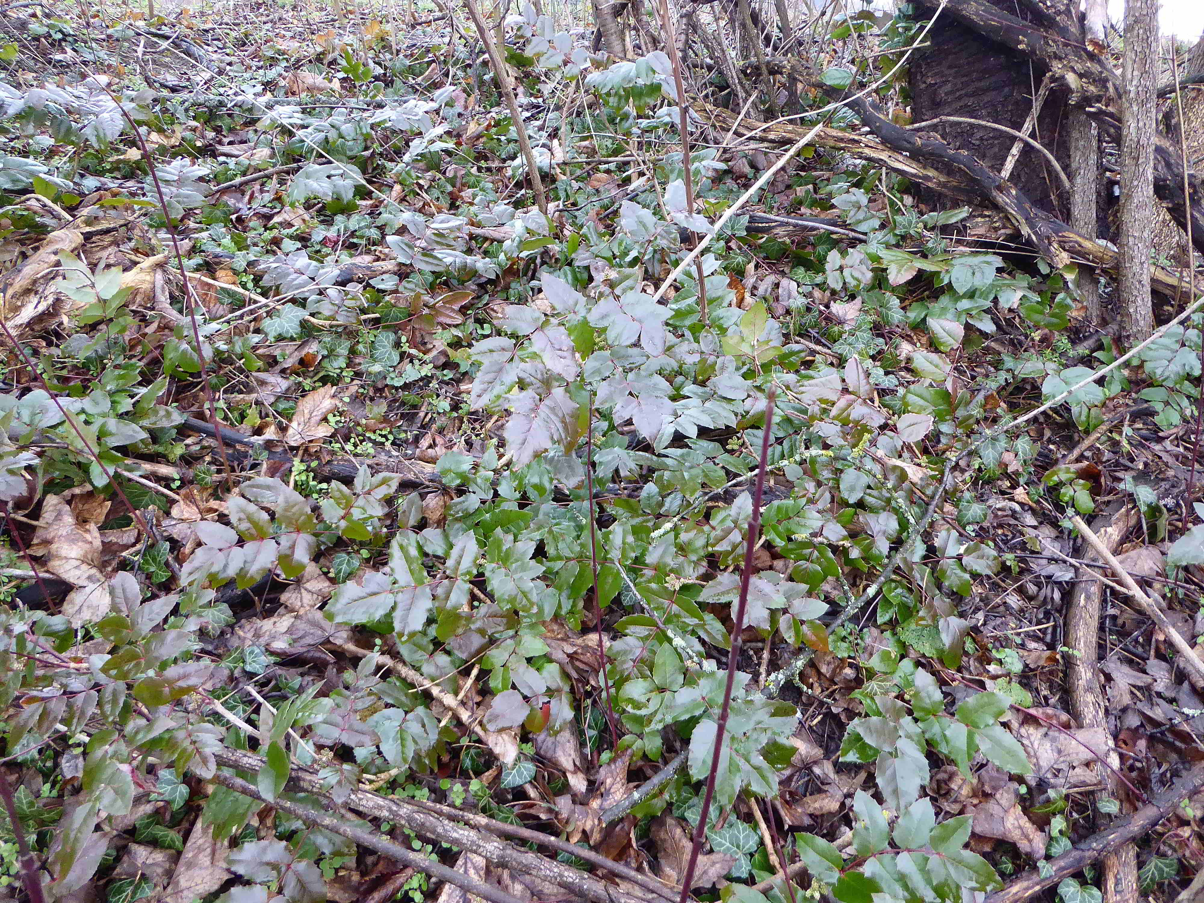 Bft-Roter Stadl-Liesingbachbachböschung-16022018-(3)-Mahonia sp.JPG