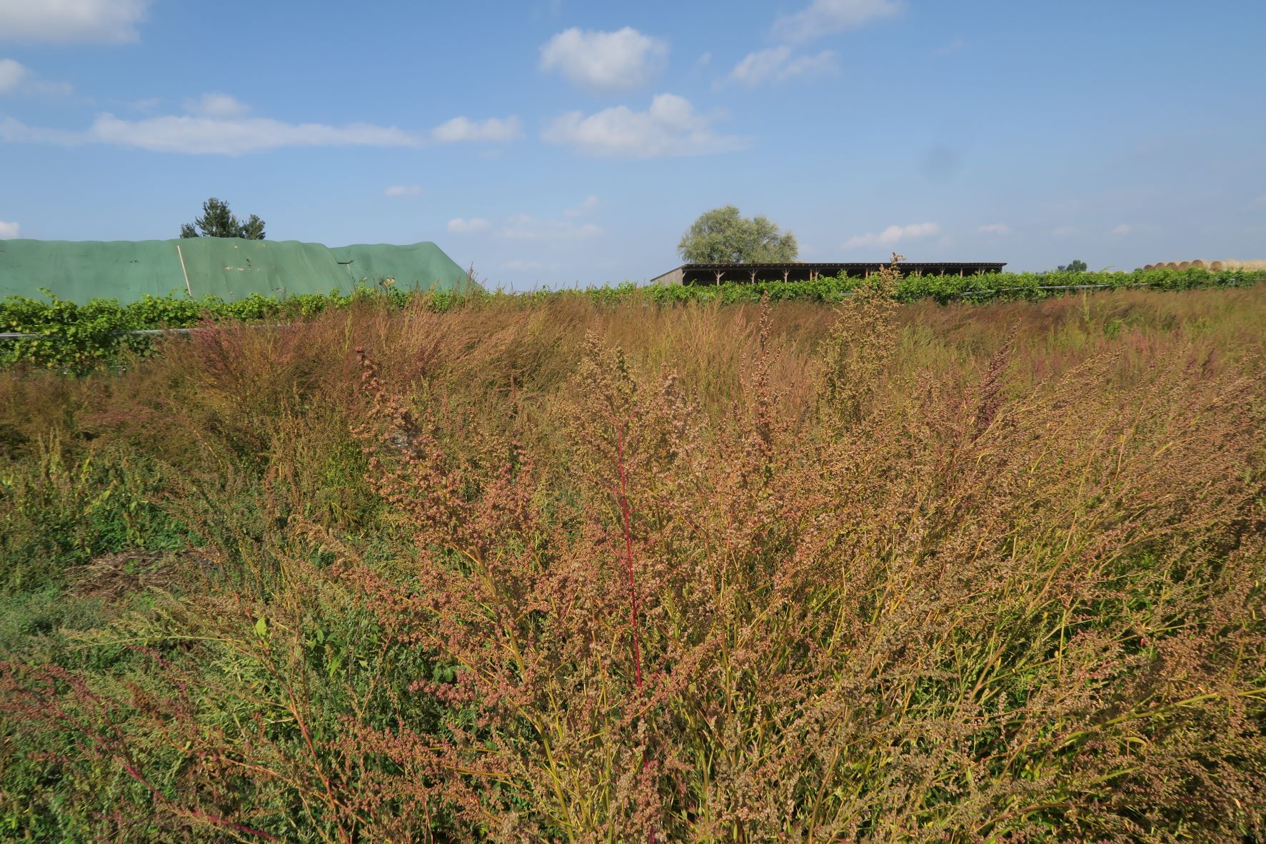 09.28 Illmitz Kirchsee Albersee Chenopodium album agg (stricum)), ruderal vor Biolog.Stat. 28.09.2021 C5X (3).JPG