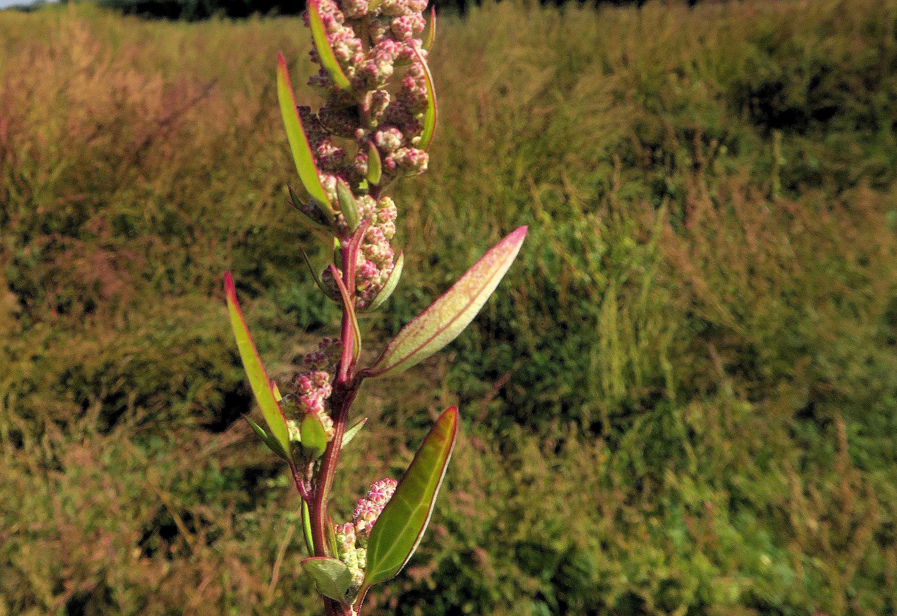 09.28 Illmitz Kirchsee Albersee Chenopodium album agg (stricum)), ruderal vor Biolog.Stat. 28.09.2021 C5X (4).JPG