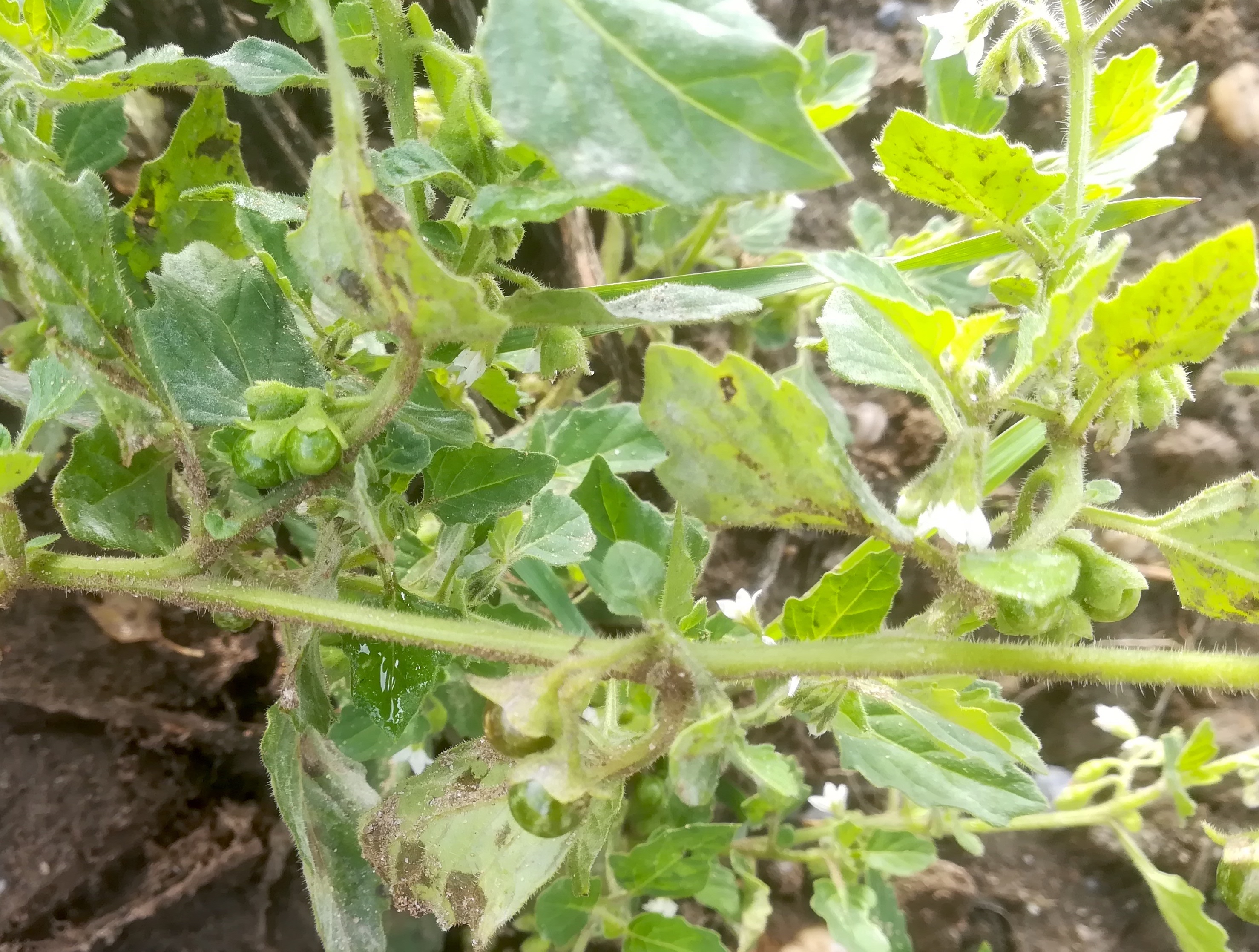 solanum nitidibaccatum breitensee marchfeld_20211010_112810.jpg