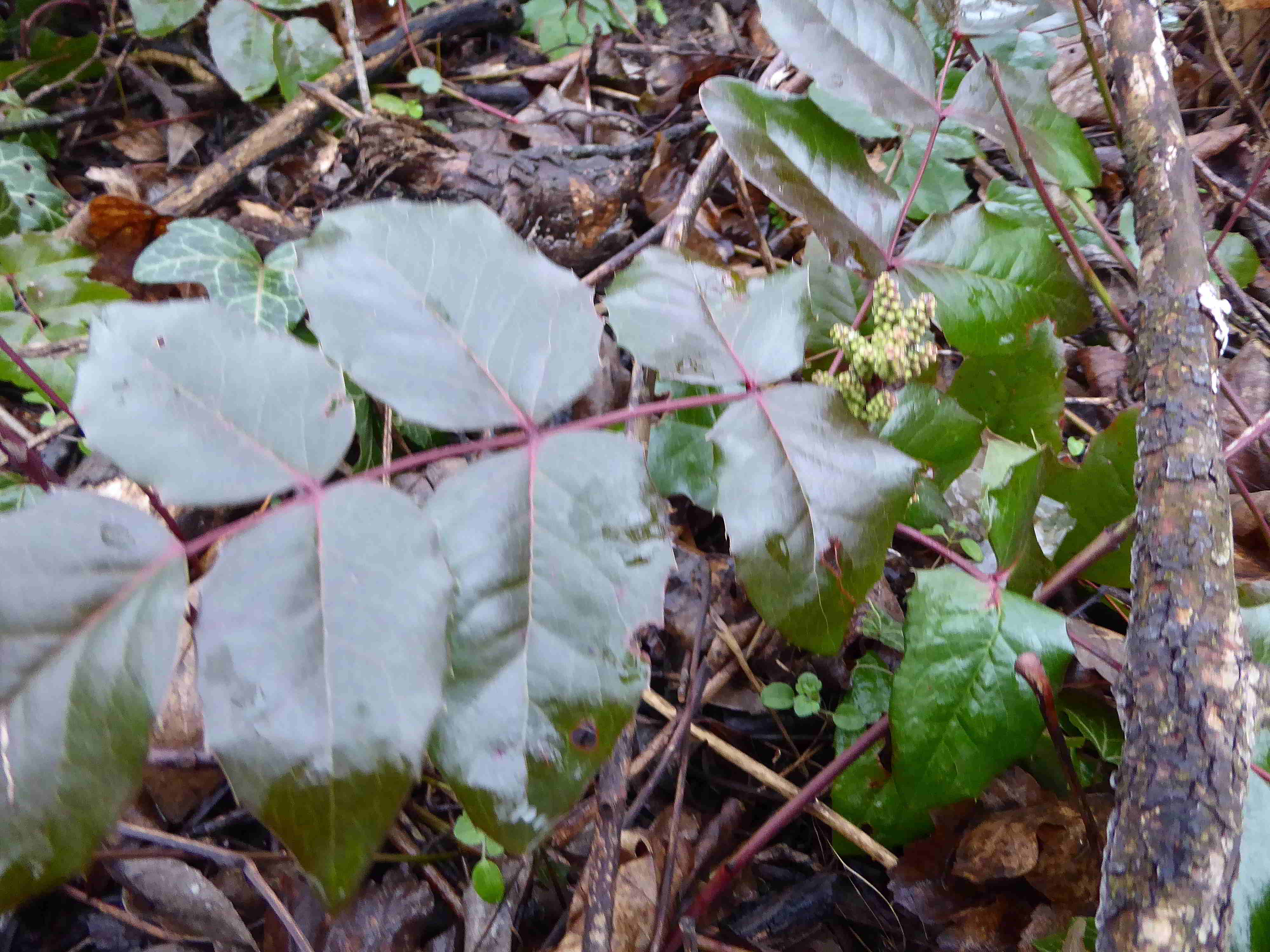 Bft-Roter Stadl-Liesingbachbachböschung-16022018-(5)-Mahonia sp.JPG