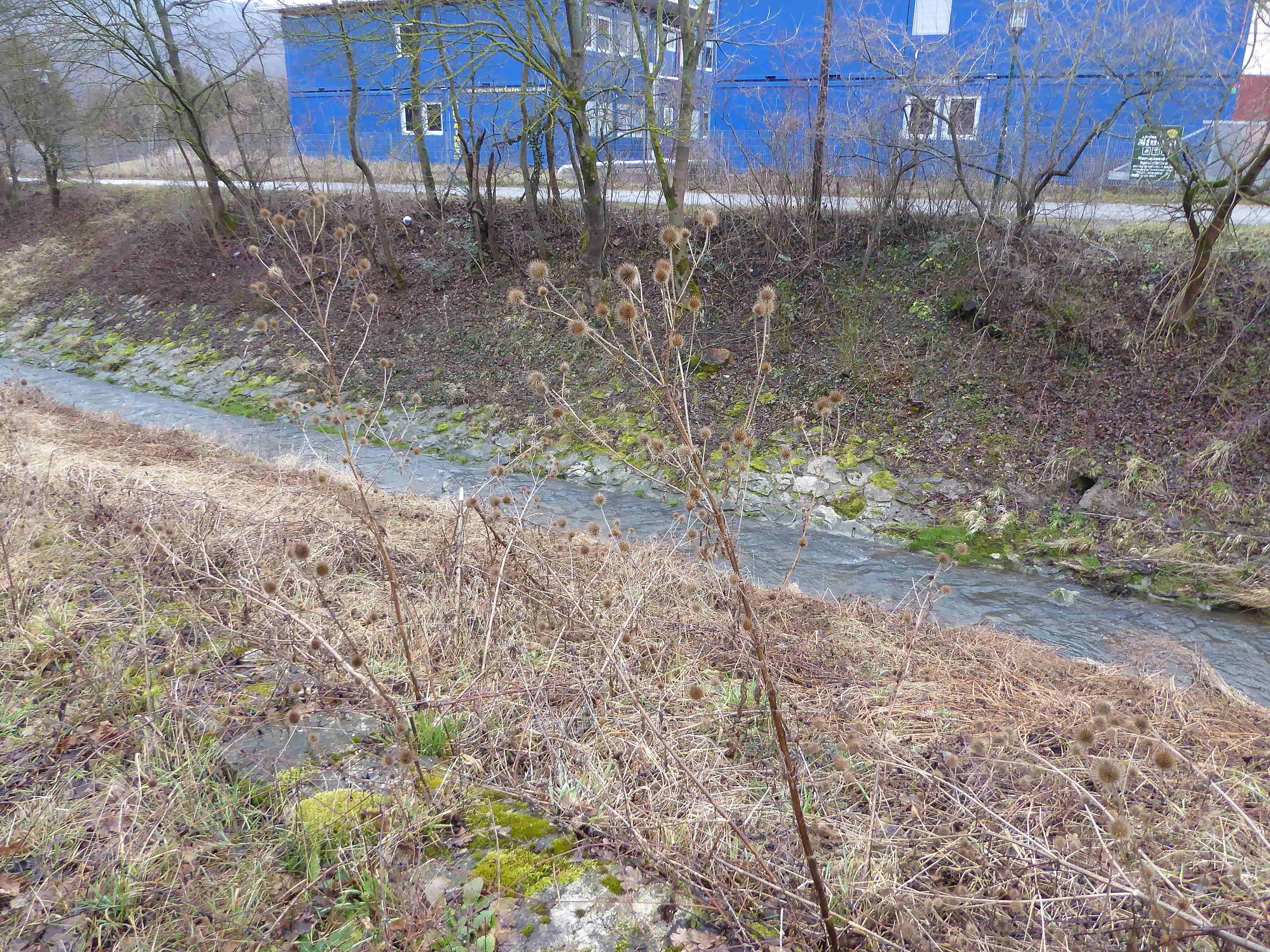 Bft-Roter Stadl-Liesingbachbachböschung-16022018-(11)-Dipsacus strigosus-Schlanke Karde-Blütenstand vom Jahr 2017.JPG