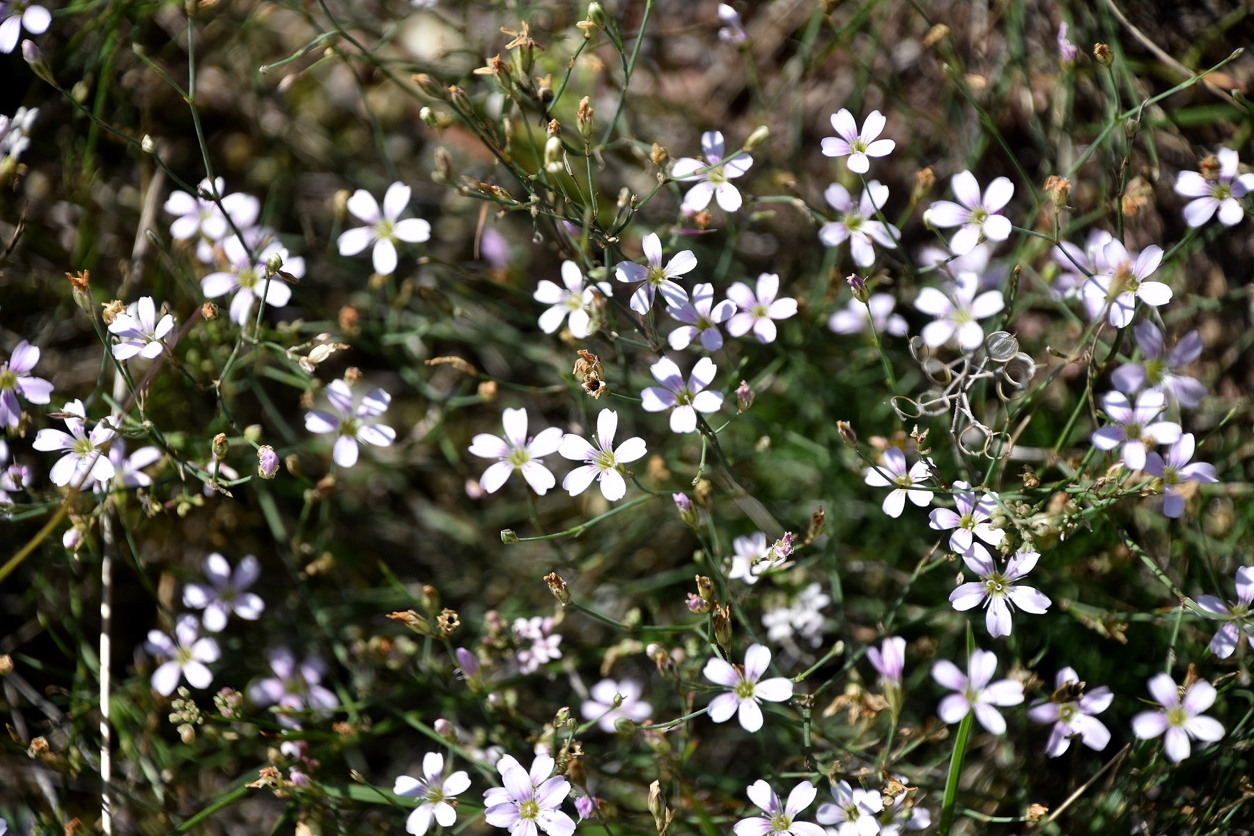 Siegendorf - 03092021 - (108) - Petrorhagia saxifraga - Felsennelke.JPG