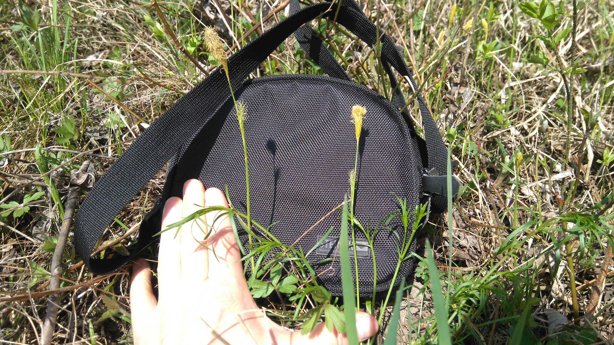 carex michelii bisamberg_7830.JPG
