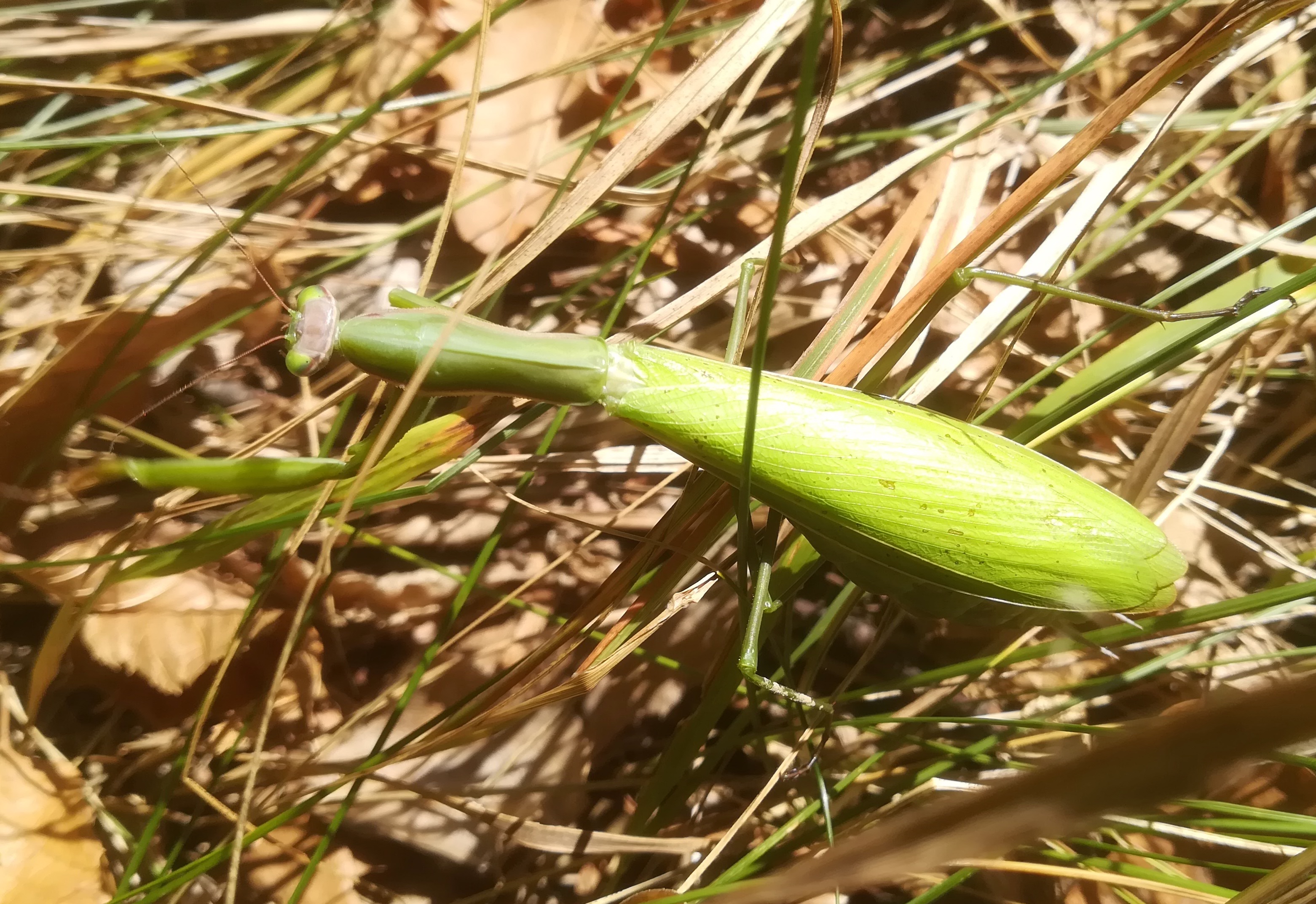 mantis religiosa ND hellwiese kaltenleutgeben_20211016_141641.jpg