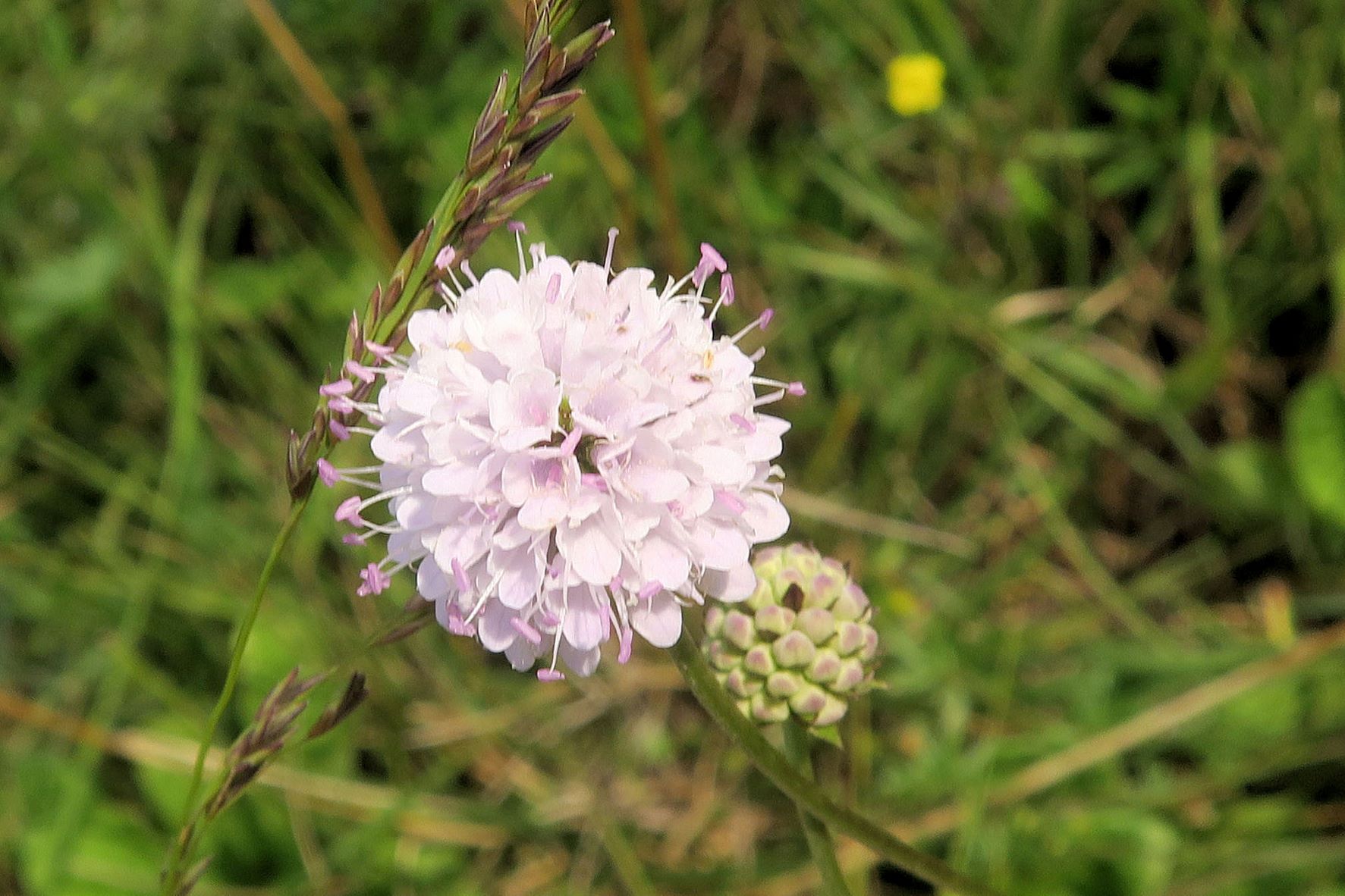 08.06 Pischelsdorfer Wiesen Gramatneusiedl Succisa pratensis Teufelsabbiss, Var. weißrosa, Pischelsdorfer Wiese Graben 06.08.2020 C5X (1).JPG