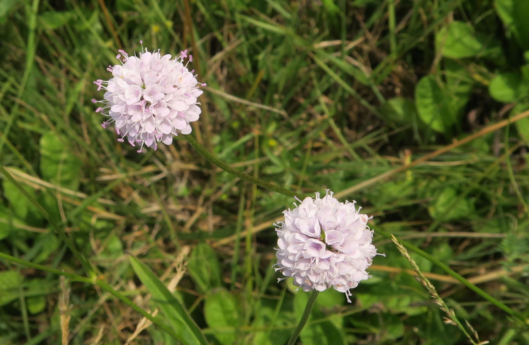 08.06 Pischelsdorfer Wiesen Gramatneusiedl Succisa pratensis Teufelsabbiss, Var. weißrosa, Pischelsdorfer Wiese Graben 06.08.2020 C5X (2).JPG