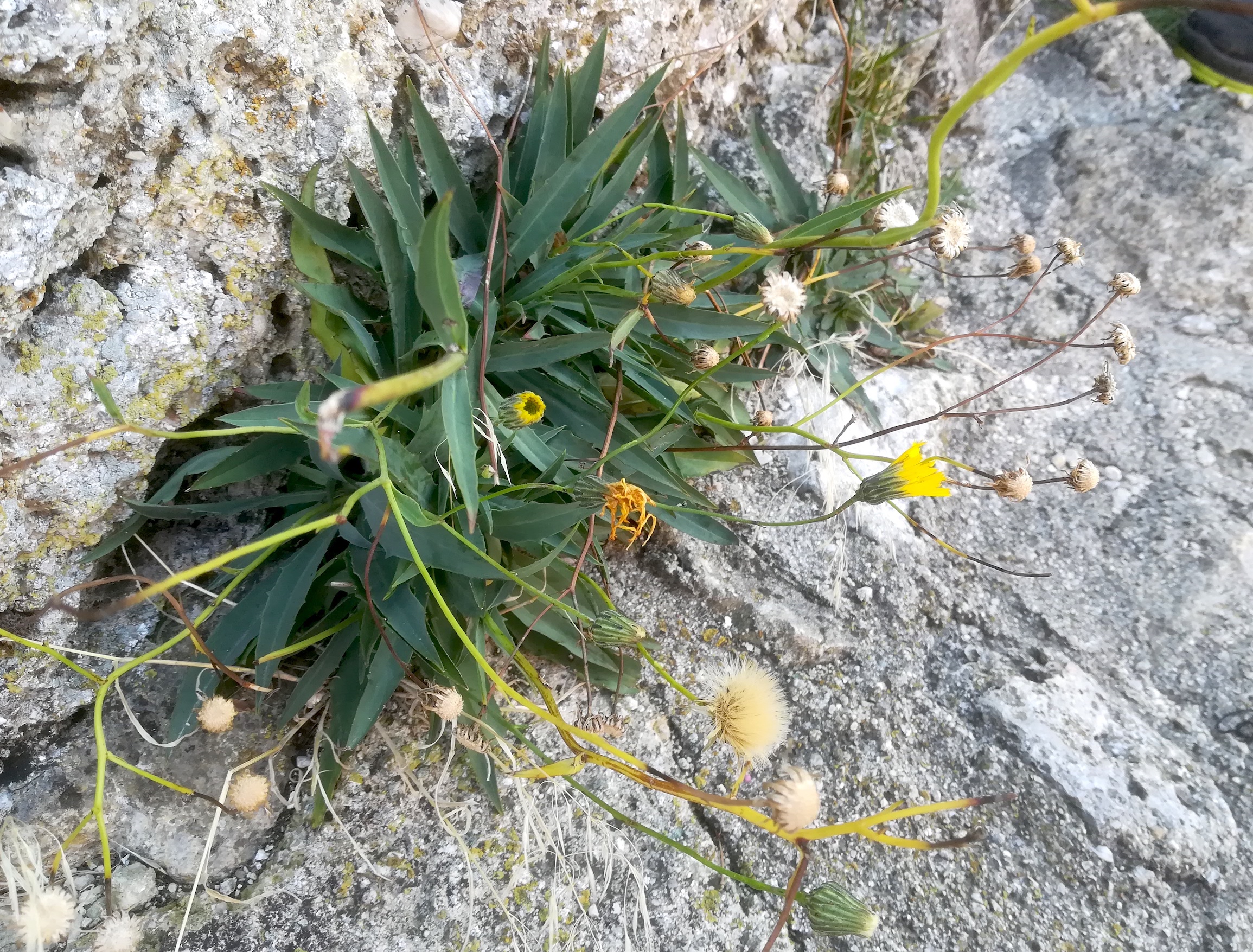 hieracium sp. baden helenental ruine rauheneck_20211017_120830.jpg