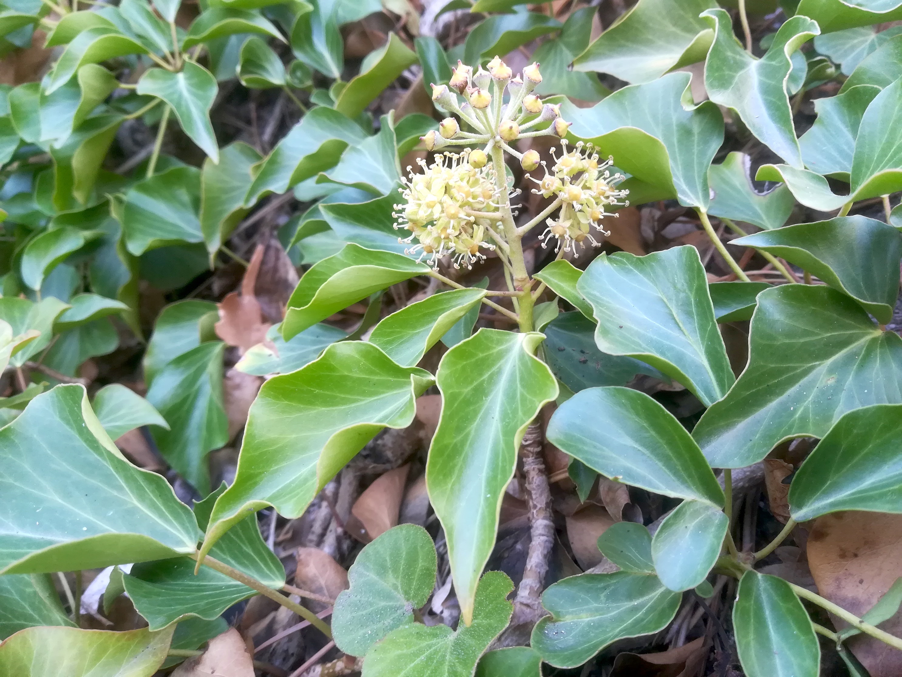 hedera helix baden helenental ruine rauheneck_20211017_120003.jpg