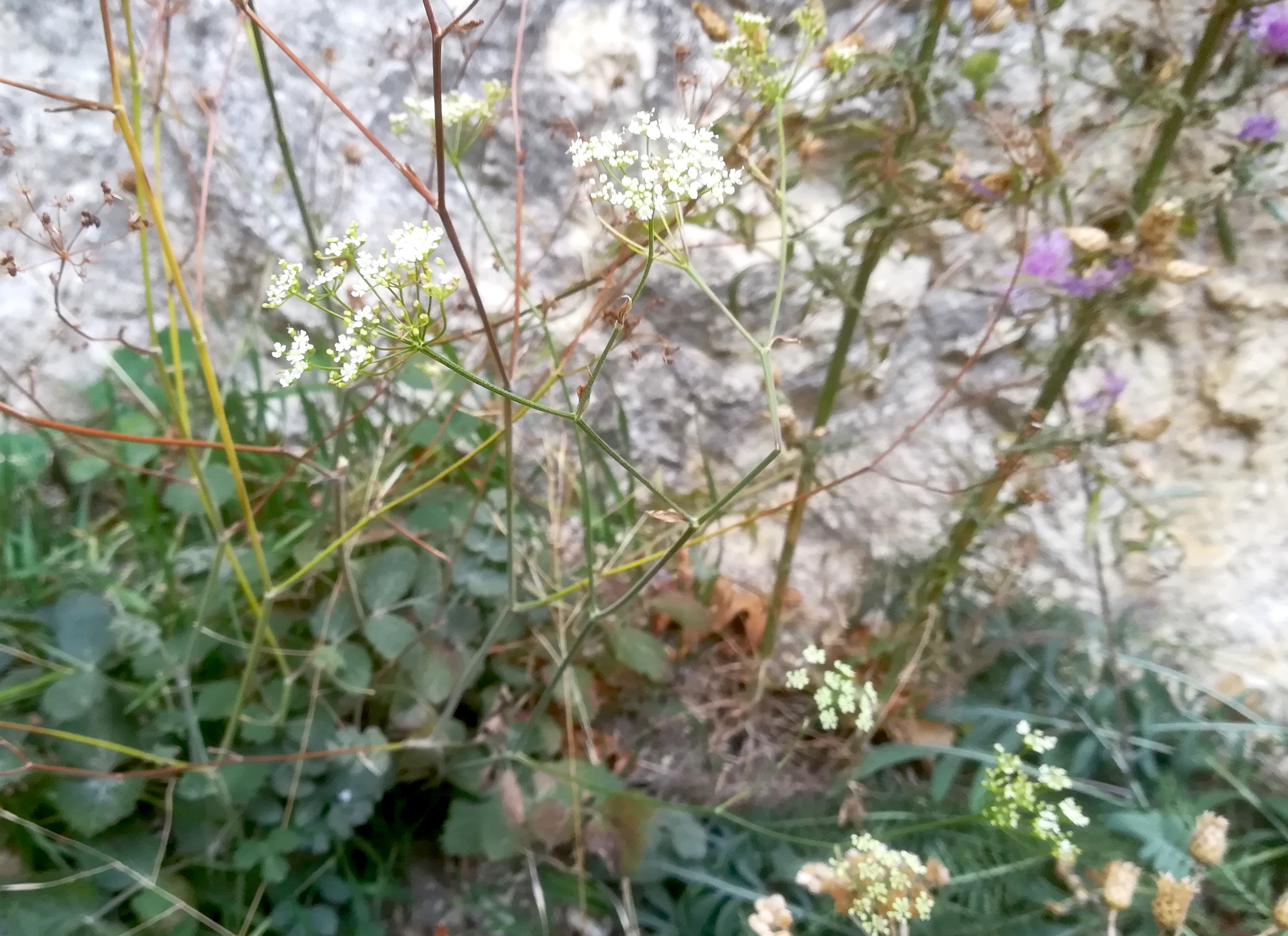 pimpinella saxifraga baden helenental ruine rauheneck_20211017_115730.jpg