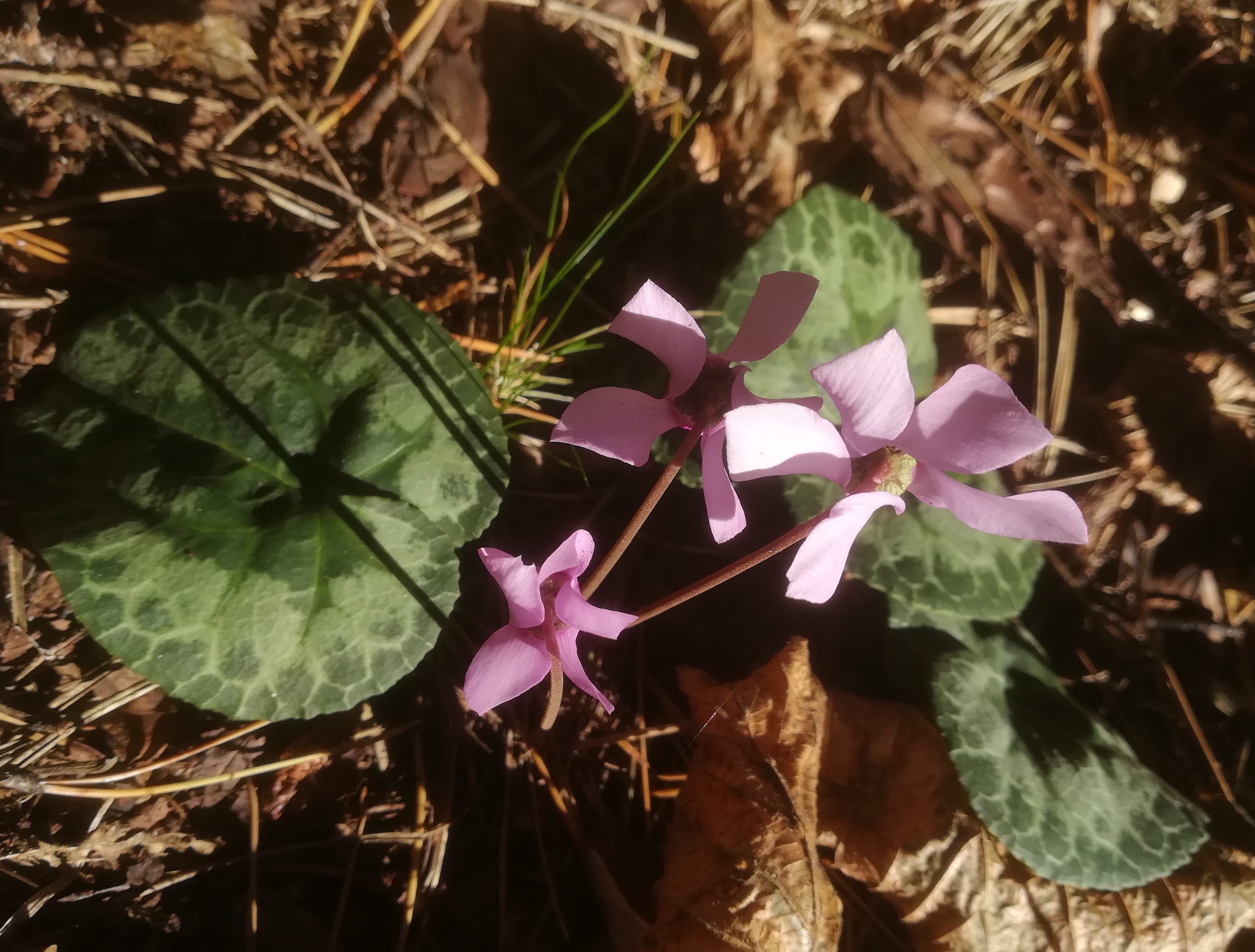 cyclamen purpurascens baden helenental ruine rauheneck_20211017_111658.jpg