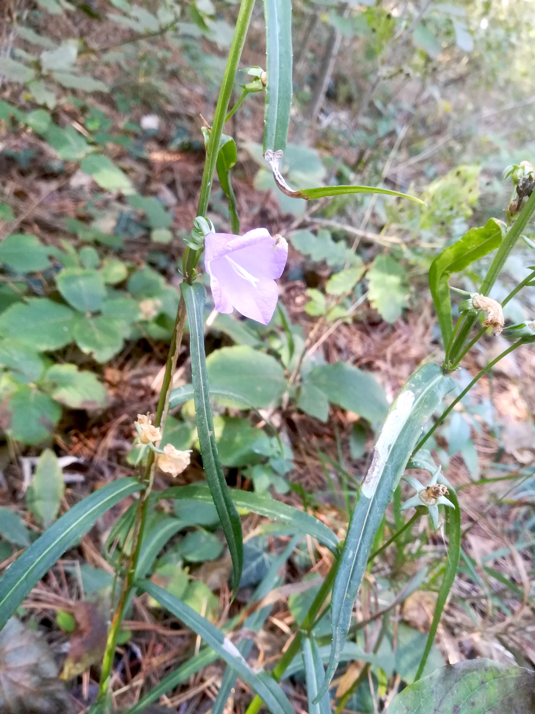 campanula persicifolia baden helenental ruine rauheneck_20211017_111521.jpg