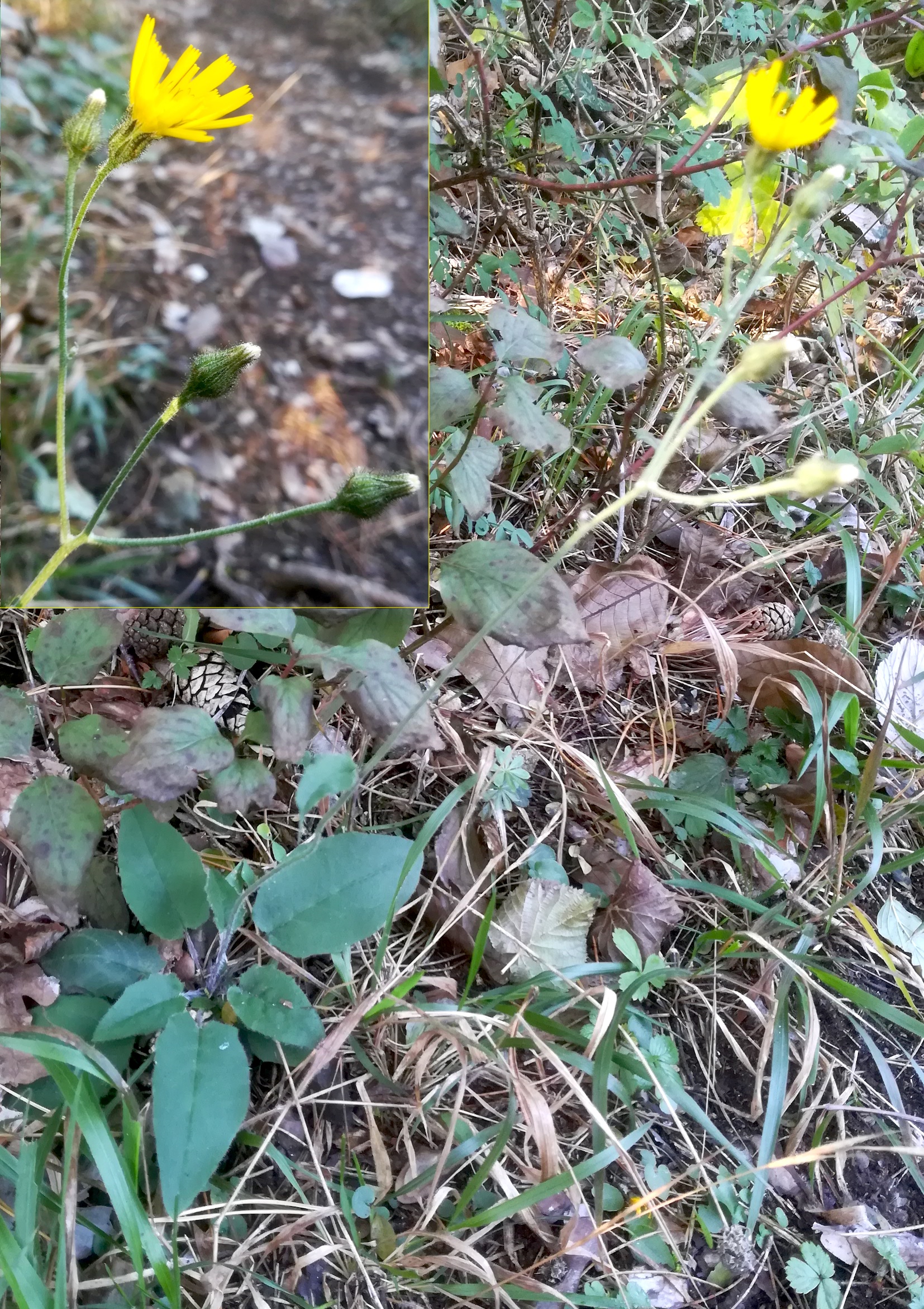 hieracium sp. baden helenental ruine rauheneck_20211017_110750.jpg