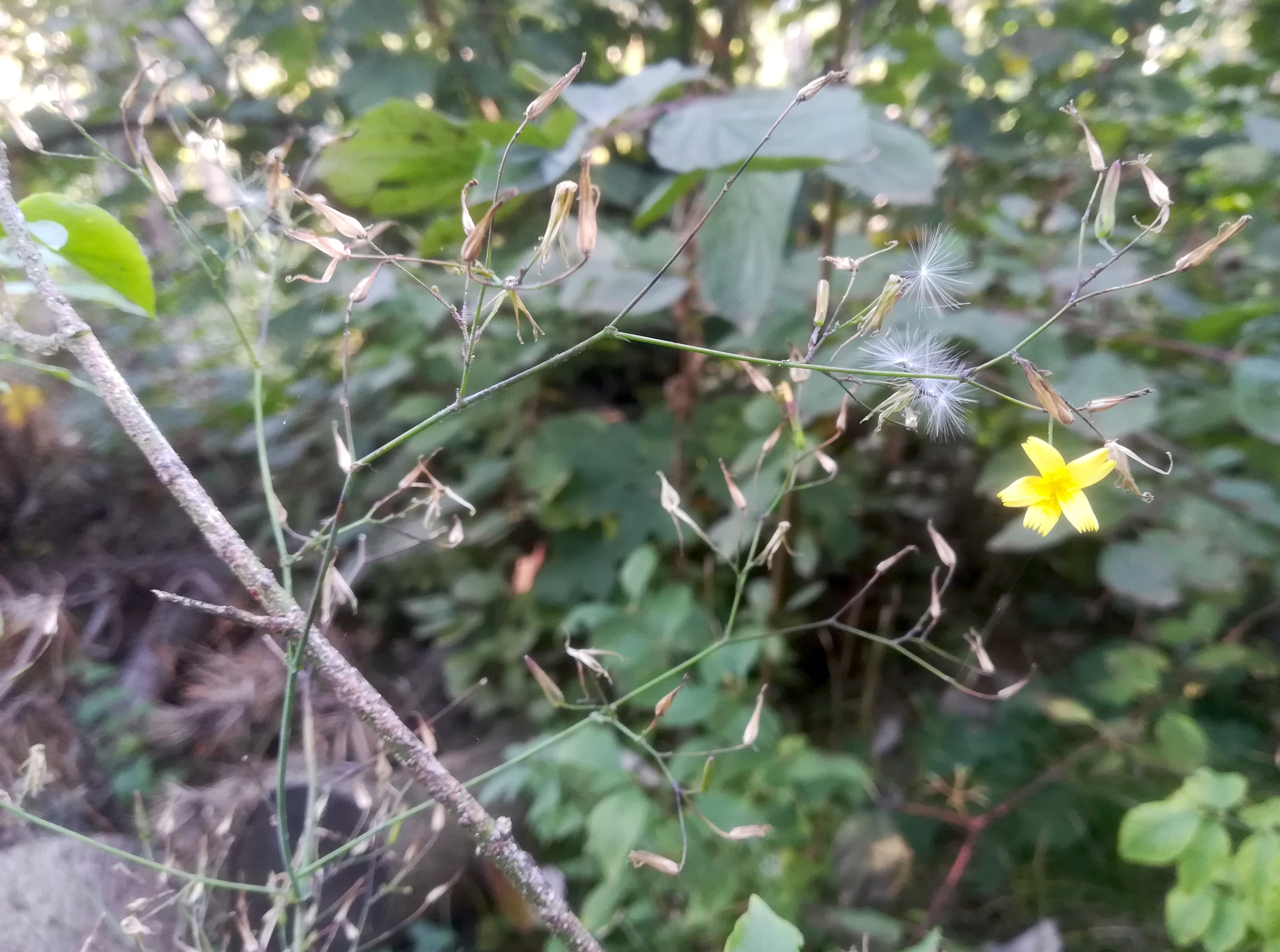 lactuca muralis baden helenental ruine rauheneck_20211017_110554.jpg