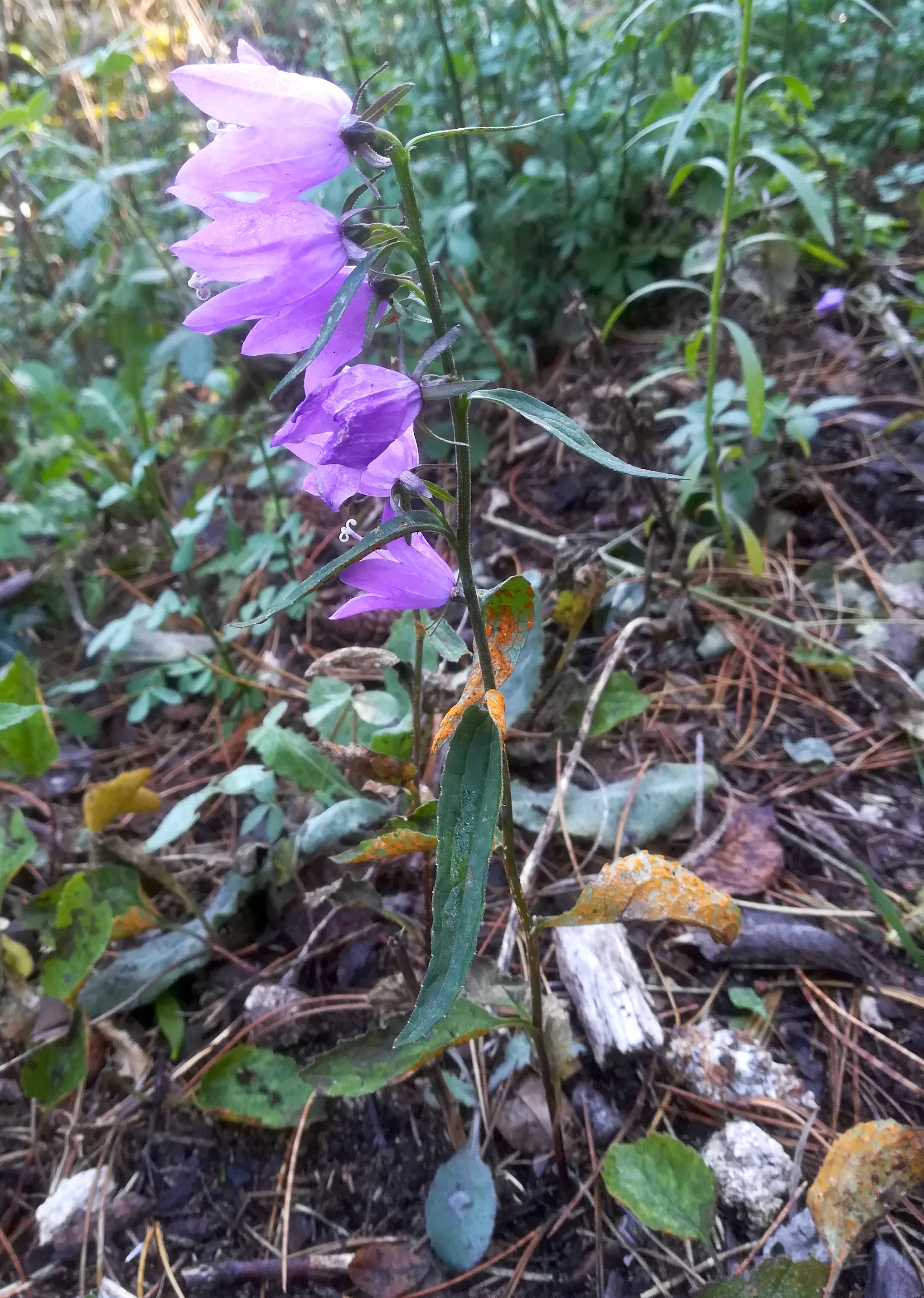 campanula cf. rapunculoides rostpilz baden helenental ruine rauheneck_20211017_110503.jpg