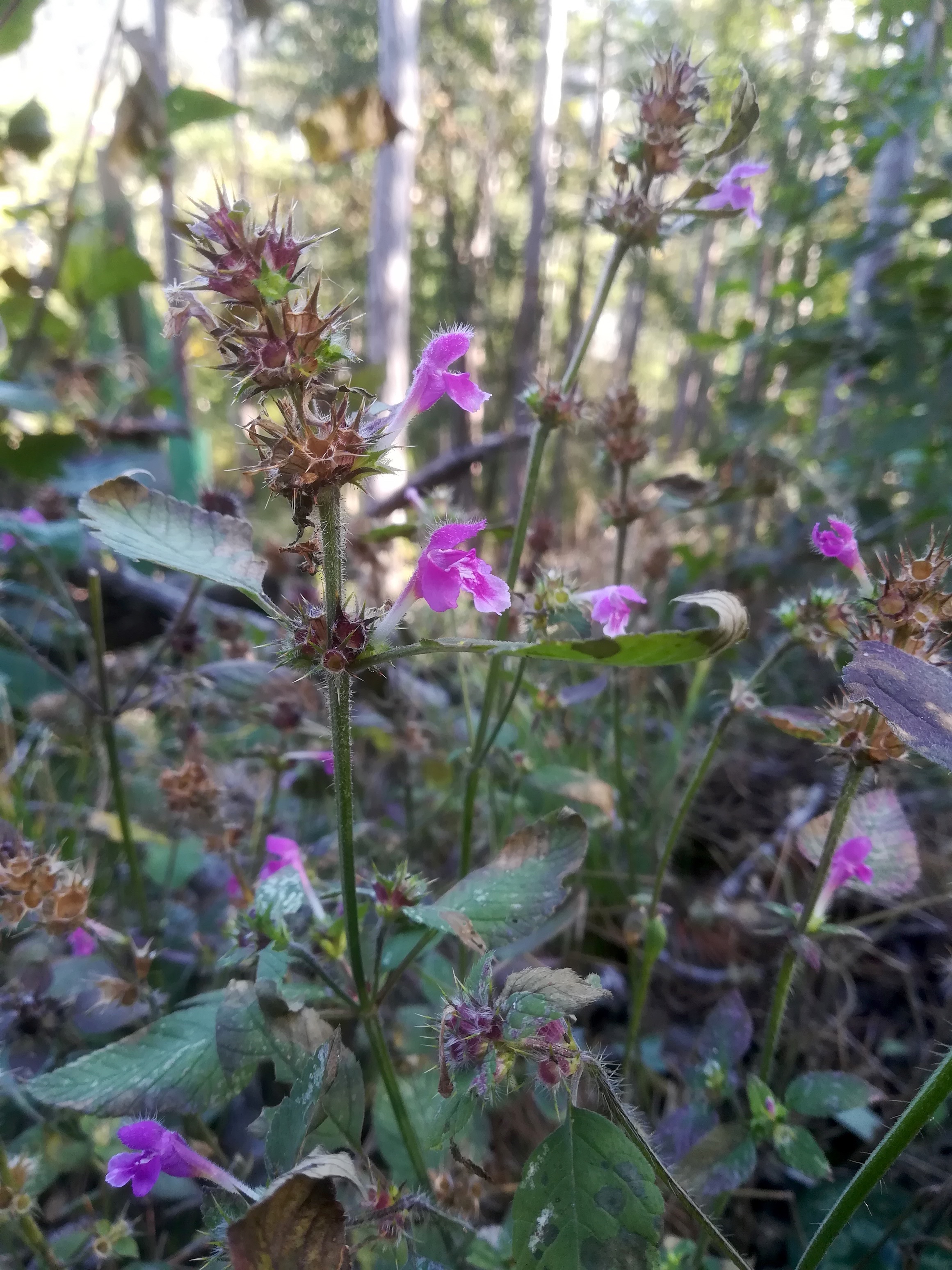 galeopsis pubescens subsp. pubescens baden helenental ruine rauheneck_20211017_110433.jpg