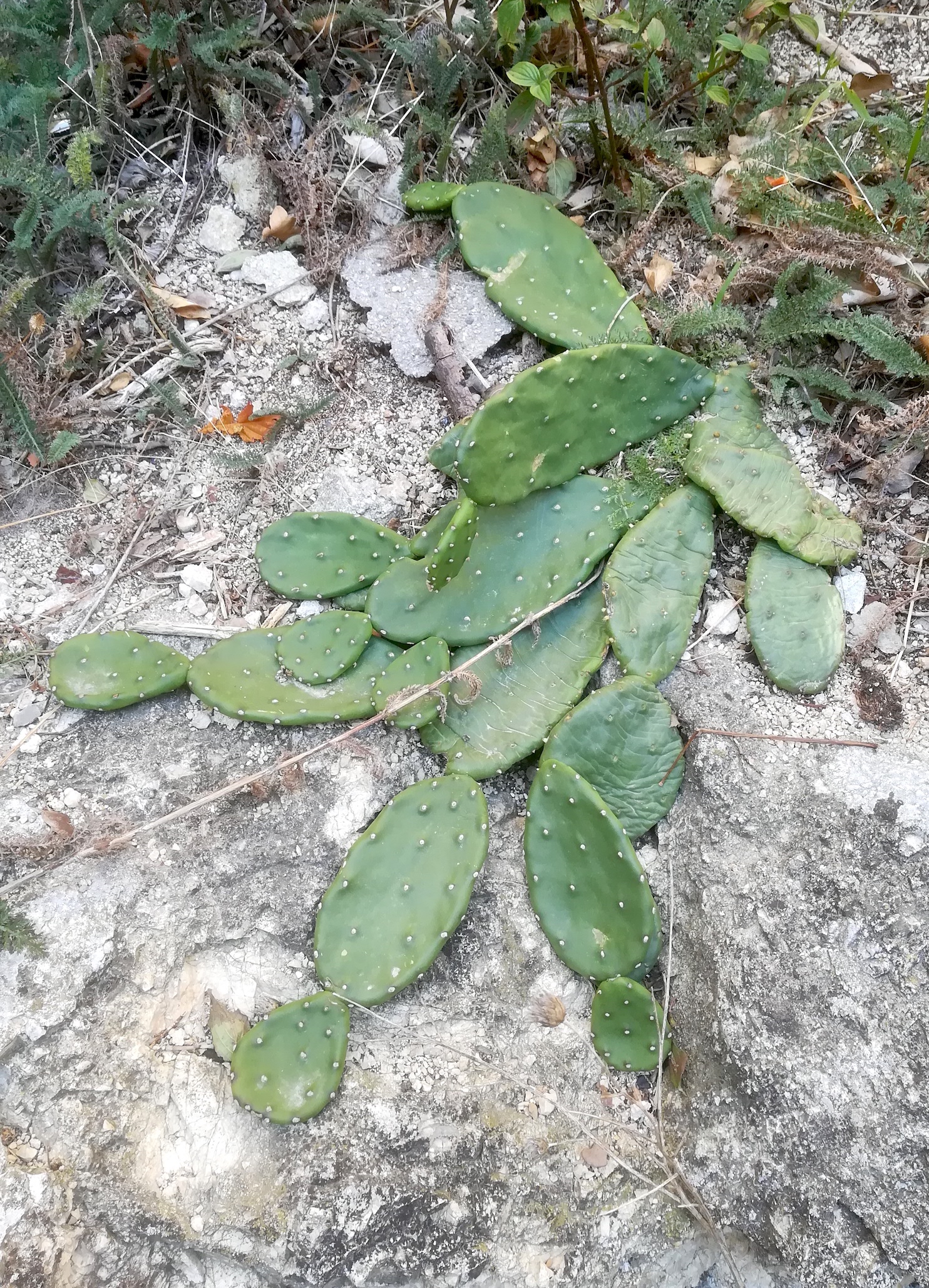 opuntia sp. baden helenental ruine rauheneck_20211017_115708.jpg